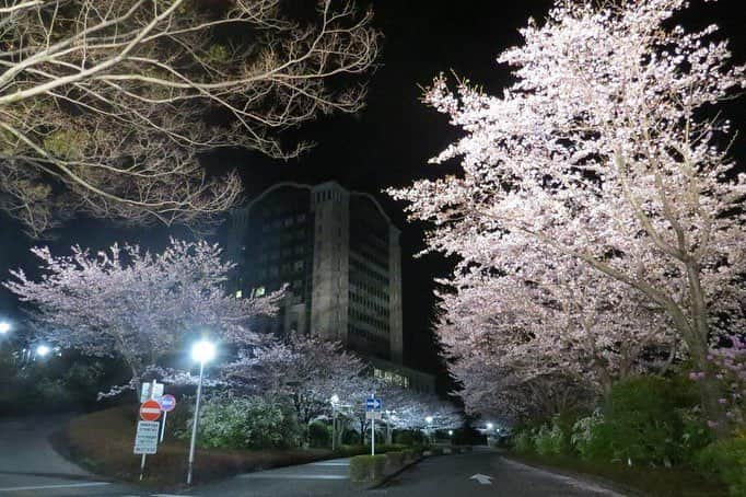 Soka Universityさんのインスタグラム写真 - (Soka UniversityInstagram)「Campus Seasonal Photos April ④ 丹木の歳時記 卯月④  #discoversoka #sodaigram #sokauniversity #創価大学 #hachioji #八王子 #tokyo #東京 #campus #キャンパス #cherryblossoms #桜 #night #夜 #lightup #ライトアップ #april #4月 #卯月」4月17日 18時06分 - sokauniversity