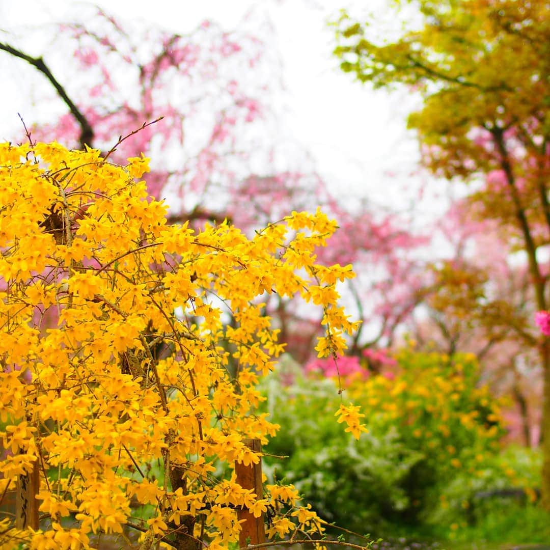 City of Kyoto Official Accountのグルメインスタ