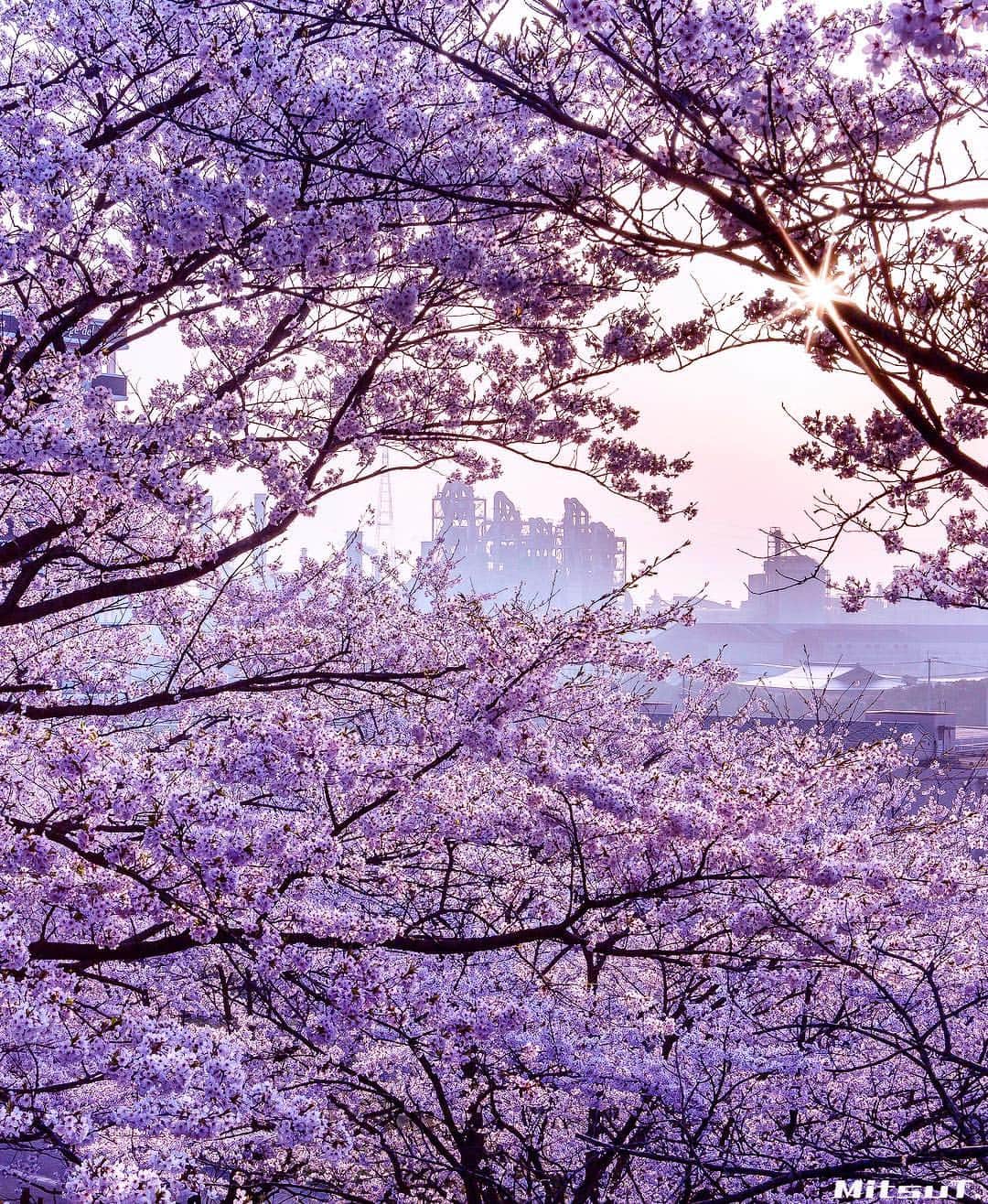 Mitsuさんのインスタグラム写真 - (MitsuInstagram)「Location : 🇯🇵Fukuoka 今年は静岡を優先しましたが、 来年はまた満開狙ってここに居たいです🙏 明日からまた4泊5日の車中泊！👍 今回は桜は追いません！」4月17日 18時11分 - mitsut830