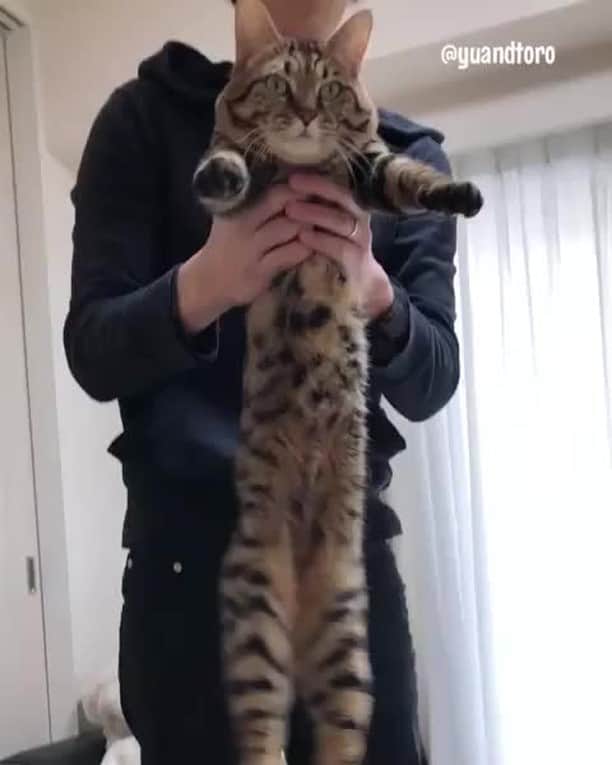 のインスタグラム：「The only clock I'm buying⠀ ⠀ 📹@yuandtoro⠀ ⠀ #meowed #yuandtoro #longcat #tabby #clock #🇯🇵」