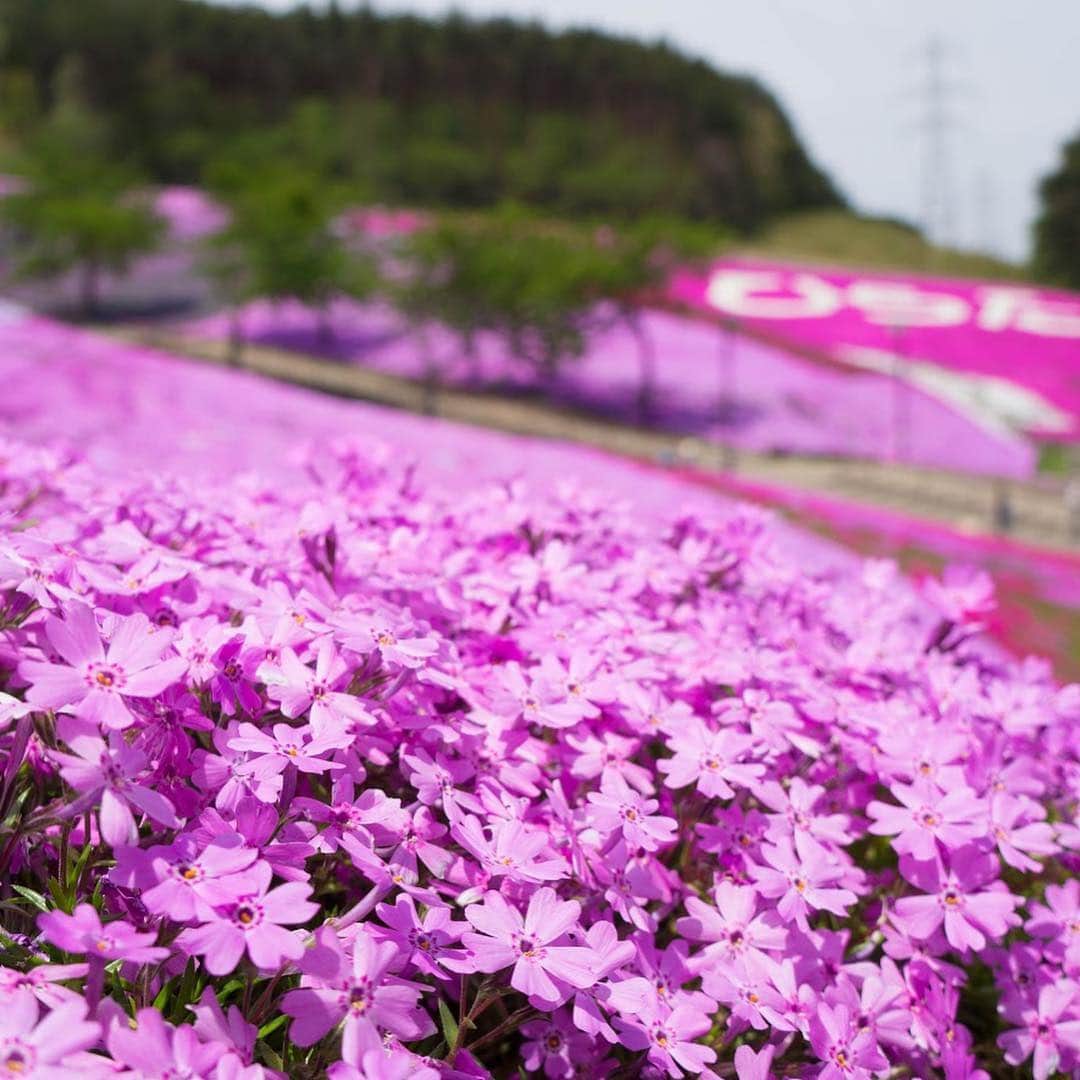 福島県さんのインスタグラム写真 - (福島県Instagram)「来て！　ジュピアランドひらた芝桜まつり 25万株の芝桜が、広大な敷地に、まるでピンクのじゅうたんを敷き詰めたように広がります。4月27日(土)から5月19日(日)までは芝桜まつり期間としてGWを中心にイベントも盛りだくさん。カフェ「天空喫茶634」もオープンします。 #ジュピアランドひらた #芝桜 #平田村 #花 #福島 #ふくしま #ふくしまからはじめよう  #futurefromfukushima #fukushima #traveljapan #japantrip #explorejapan #japanadventures #japanholiday #beautifuldestinations #instatrip #art_of_japan #instagramjapan #japan_of_insta」4月17日 18時15分 - realize_fukushima