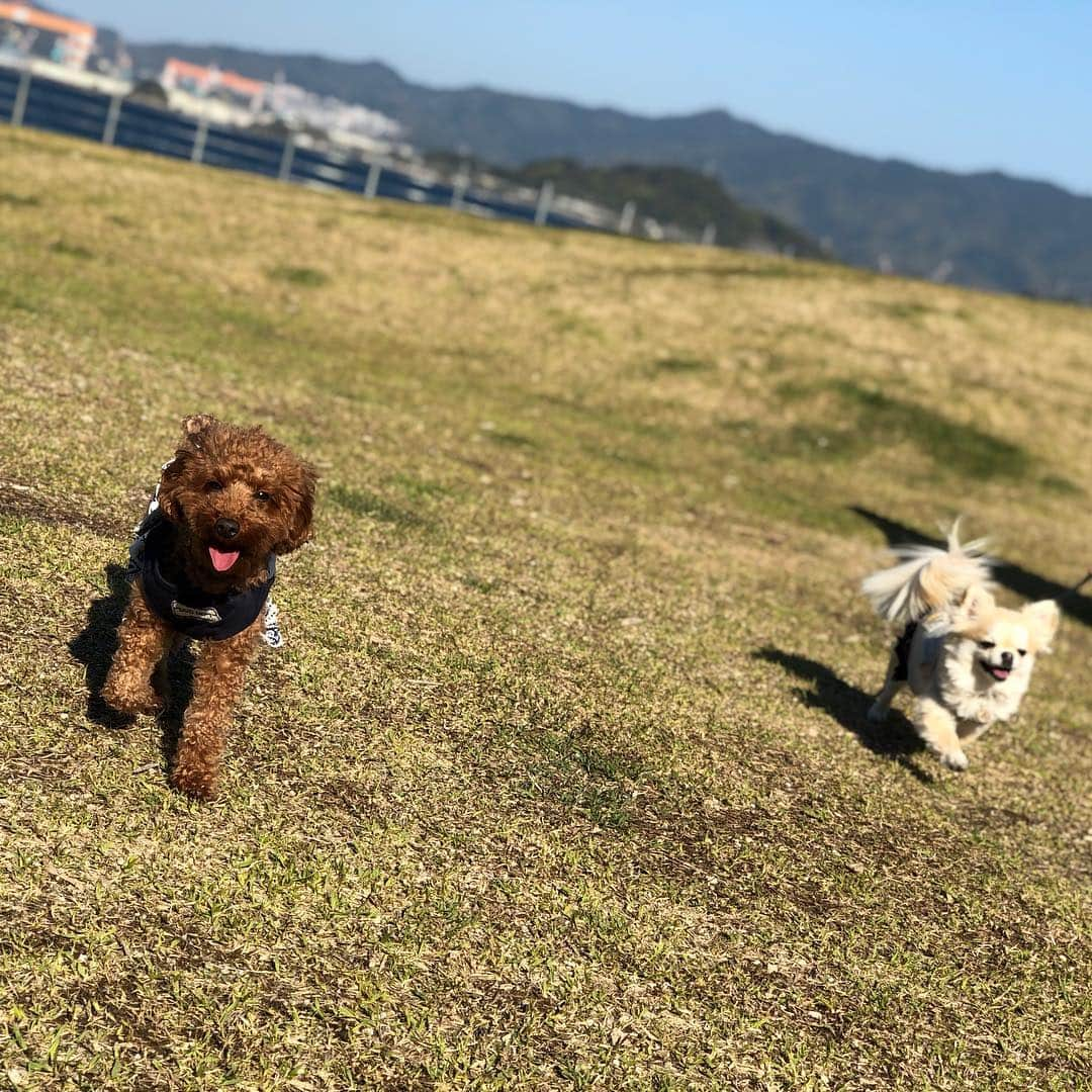 黒木晃平さんのインスタグラム写真 - (黒木晃平Instagram)「愛犬と泊まれる宿へ行ってきました！ ララと小梅が楽しそうだったのがなにより最高^ ^ #アイランド長崎 #伊王島 #次は #軍艦島 #行ってみたい #いぬすたぐらむ」4月17日 18時28分 - kurokikouhei