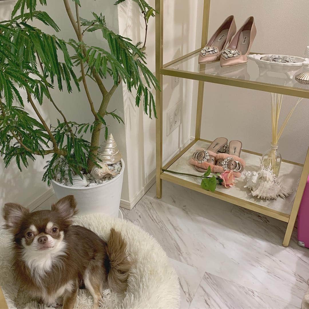 のインスタグラム：「チュロス、モデルが上手🥺💕 棚についてストーリーで質問いろいろ頂いてたのでお答えします♡ 元は、IKEAのVittsjoというシリーズのシェルフで、色はブラックです。 ①ブラックのプライマー(下地)をスプレー。(シルバー、ゴールド系は、ブラックの下地がいいみたい。) ②TAMIYAのカラースプレーで塗装。ちなみに色はTS-21。 ③棚の上と下の部分に、大理石シートを貼って、組み立てて完成。  文字にすると簡単そうだけど、結構大変なのでやる人は覚悟した方がいいです( 笑 )あとは、絶対に屋外でスプレーした方がいい！プライマーの粉？が飛んで床が大変でした😂あいにくタイルで掃除しやすいから平気だったけど、フローリングとかカーペットだと大変かも〜。 楽天ROOM Tomomi_Mermaidに商品の詳細全部のっけてます。リビングの巻、みてみてね♡ #tomomisroom #diy #本日のチュロ」