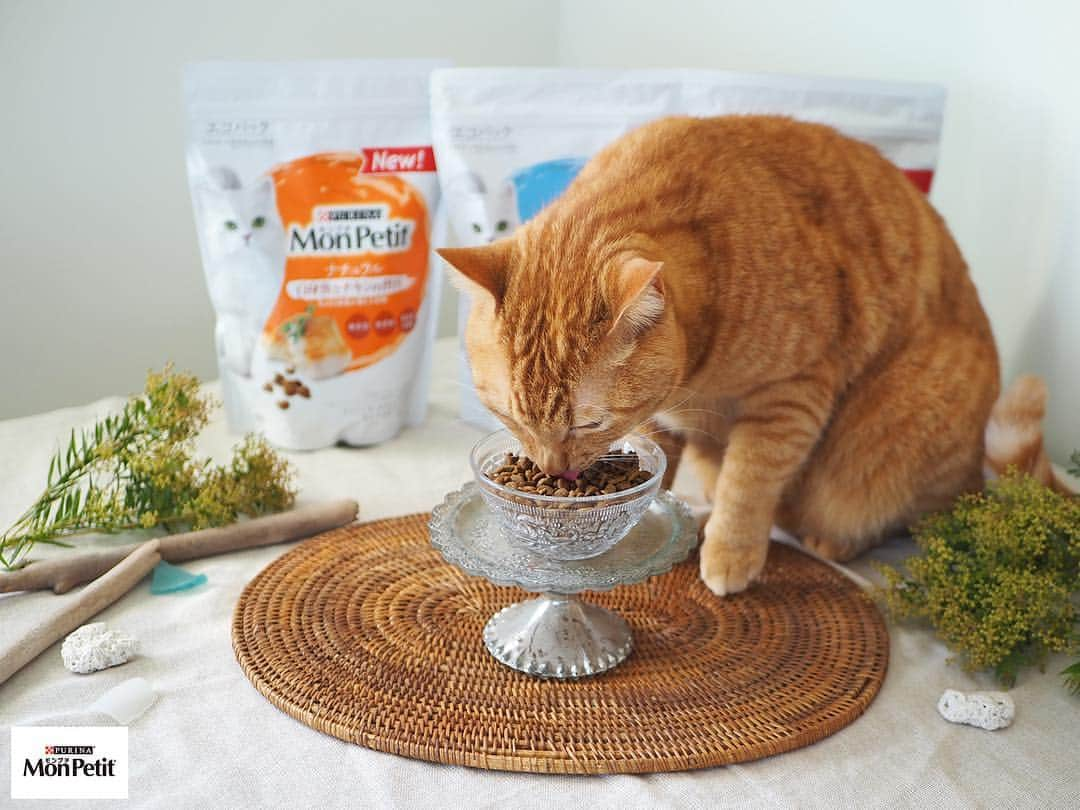 Purina Mon Petit Japanさんのインスタグラム写真 - (Purina Mon Petit JapanInstagram)「ネコちゃんが美味しそうに食べているのは「モンプチ ドライ ナチュラル」﻿ ﻿ ナチュラル設計の総合栄養食なので主食に最適♪﻿ 新鮮な生のお魚や若鶏が第一主原料だから、美味しさもバッチリですよ👍﻿ 無着色、無香料、保存料不使用なのもうれしいポイントです☝﻿ ﻿ ネコちゃんの健康を第一に考えている皆さんにオススメです🌿﻿ ﻿ ＼画像をタップすると購入できます／﻿ -------------------------------------﻿ ﻿ #モンプチ #ドライナチュラル #キャットフード #ナチュラルフード #オーガニックフード #ねこ #ネコ #猫 #にゃんこ #にゃんすたぐらむ #ねこすたぐらむ #にゃんだふるライフ #ねこ部 #猫部 #にゃんこ部 #猫好き #猫大好き #猫がいる生活 #猫のいる暮らし #猫好きな人と繋がりたい #猫好きさんと繋がりたい #猫の気持ち #猫用品 #猫と暮らす #猫写真 #猫のおやつ #おやつ #neko #cat #cats」4月17日 19時08分 - monpetit_jp