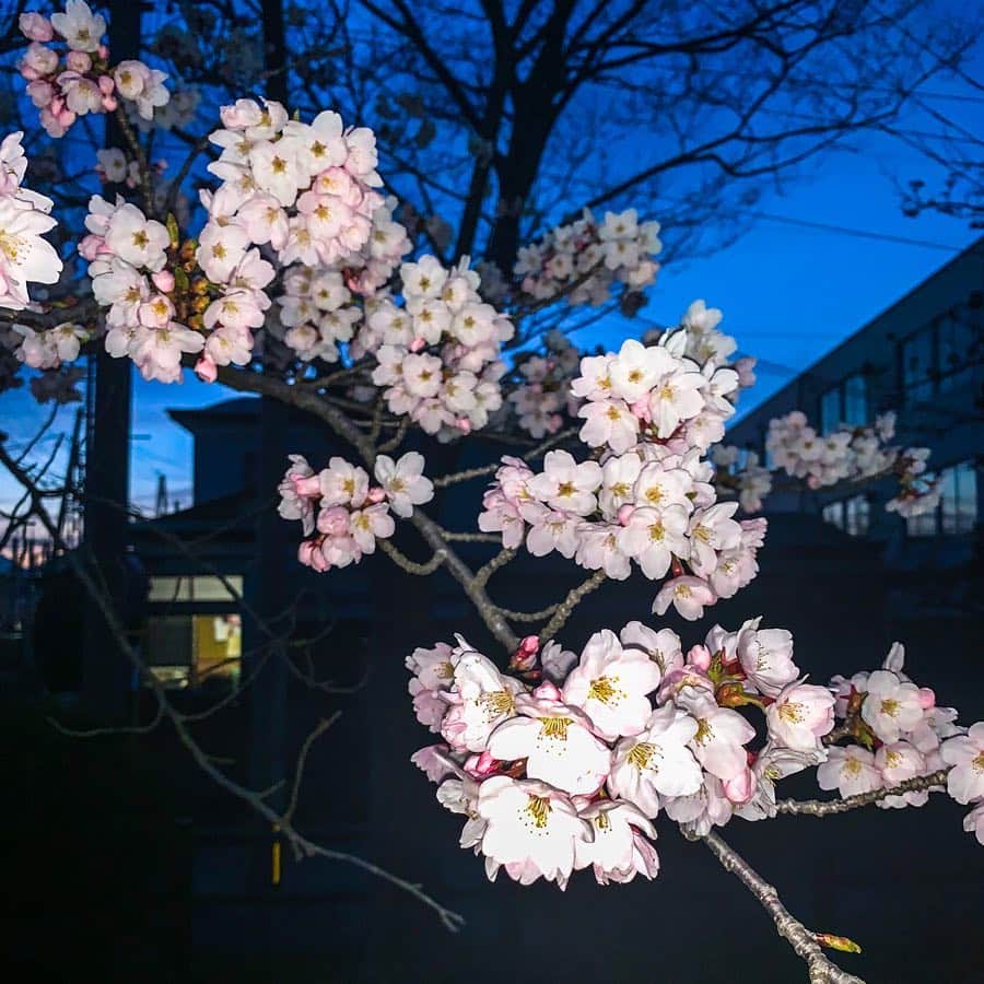 ガーラ・アマノ クリエイティブ部さんのインスタグラム写真 - (ガーラ・アマノ クリエイティブ部Instagram)「🌸さくらの観察日記✏️ 4月17日(水) はれ☀ 今日暖かくなるから一気に咲いちゃうかなぁなんて昨日POSTしたけど… ほんとに一気に咲いた(๑°ㅁ°๑)‼ 1枚目の写真は昨日全部がつぼみだった枝なのにこんなに咲いた🌸✨ 公園全体だと五分咲きくらいだけど明日でまた一気に咲きそうだー！ お花見の予定立てないと💦  #秋田 #秋田市 #akita #桜 #cherryblossom  #観察日記 #桜の観察日記 #若葉公園 #春 #spring #flower #夜桜 #ガーラアマノ」4月17日 19時01分 - gala_amano