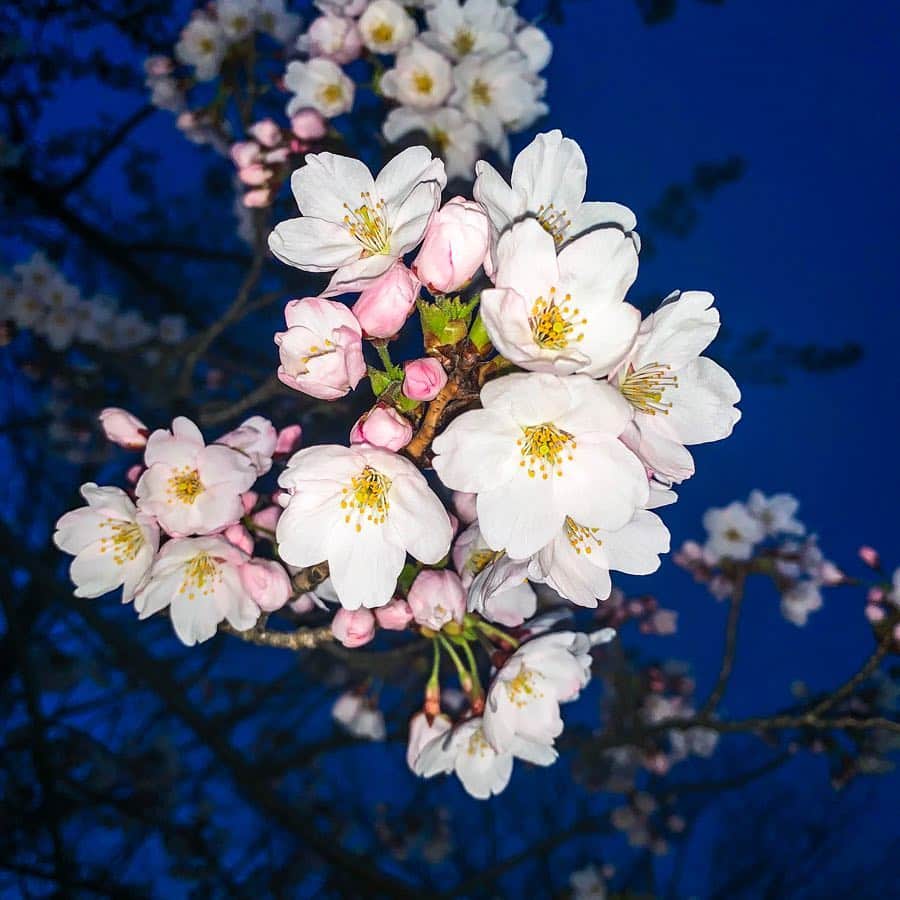 ガーラ・アマノ クリエイティブ部さんのインスタグラム写真 - (ガーラ・アマノ クリエイティブ部Instagram)「🌸さくらの観察日記✏️ 4月17日(水) はれ☀ 今日暖かくなるから一気に咲いちゃうかなぁなんて昨日POSTしたけど… ほんとに一気に咲いた(๑°ㅁ°๑)‼ 1枚目の写真は昨日全部がつぼみだった枝なのにこんなに咲いた🌸✨ 公園全体だと五分咲きくらいだけど明日でまた一気に咲きそうだー！ お花見の予定立てないと💦  #秋田 #秋田市 #akita #桜 #cherryblossom  #観察日記 #桜の観察日記 #若葉公園 #春 #spring #flower #夜桜 #ガーラアマノ」4月17日 19時01分 - gala_amano