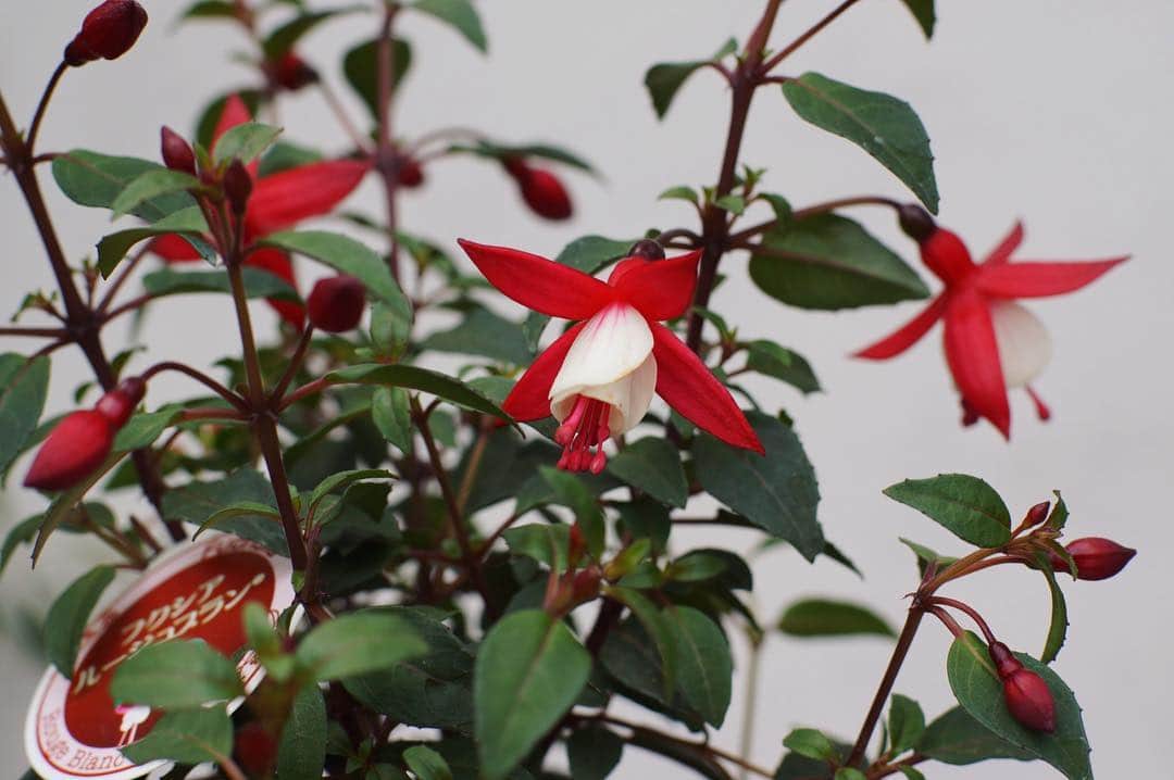 MILLE ECLAT.のグルメインスタ