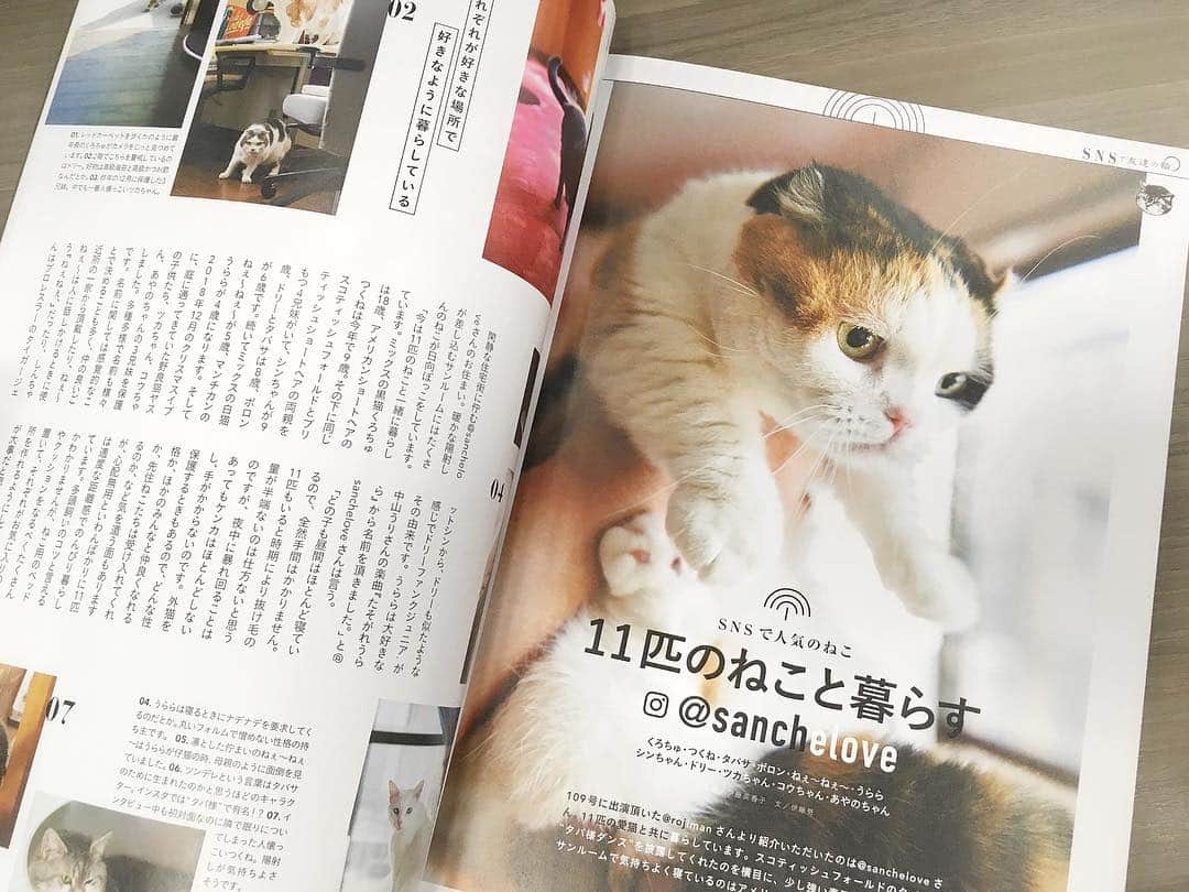 ねこさんのインスタグラム写真 - (ねこInstagram)「スヤスヤ…😚💤 皆さん、「ねこ 110号」はもう読んで頂けましたかー？！😍✨今回の【SNSで人気のねこ】で取材をさせて頂いたのは、11匹のねこと暮らす @sanchelove さん❣️💁🏼‍♀️🌟取材日はとーっても快晴で気持ちの良い日でね、11匹のねこちゃんたち、みんな自然体で、のんびりしている姿が見れました👀🌱みんなそれぞれ違う性格でね、本当に可愛かったなぁ〜🙈💕💕 昔は犬派でした🐶というsanchelove さんが、ねこと暮らすきっかけになった出来事もとても興味深かったです📖 「ねこ 110号」96ページから101ページまで紹介させて頂いております🏃‍♀️🌸 是非っ❣️皆さん読んでみてくださいね〜😍🤝 #neko_magazine #ねこ #猫 #ネコ #catstagram #cat #ねこマガジン #NEKONOBA」4月17日 19時19分 - neko_magazine