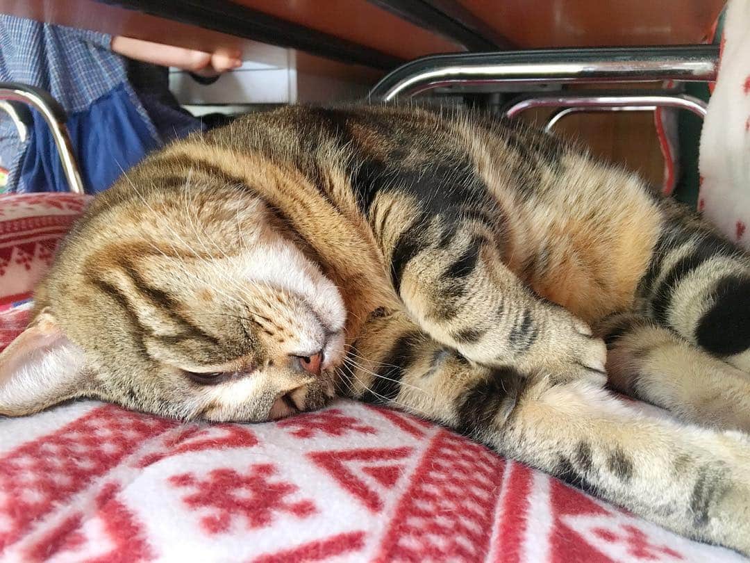 ねこさんのインスタグラム写真 - (ねこInstagram)「スヤスヤ…😚💤 皆さん、「ねこ 110号」はもう読んで頂けましたかー？！😍✨今回の【SNSで人気のねこ】で取材をさせて頂いたのは、11匹のねこと暮らす @sanchelove さん❣️💁🏼‍♀️🌟取材日はとーっても快晴で気持ちの良い日でね、11匹のねこちゃんたち、みんな自然体で、のんびりしている姿が見れました👀🌱みんなそれぞれ違う性格でね、本当に可愛かったなぁ〜🙈💕💕 昔は犬派でした🐶というsanchelove さんが、ねこと暮らすきっかけになった出来事もとても興味深かったです📖 「ねこ 110号」96ページから101ページまで紹介させて頂いております🏃‍♀️🌸 是非っ❣️皆さん読んでみてくださいね〜😍🤝 #neko_magazine #ねこ #猫 #ネコ #catstagram #cat #ねこマガジン #NEKONOBA」4月17日 19時19分 - neko_magazine