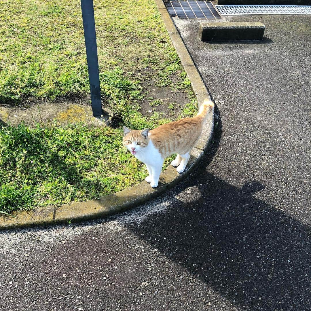 溝江明香さんのインスタグラム写真 - (溝江明香Instagram)「練習試合をする為に弾丸で川崎&平塚へ🏖ゲームしてくれた選手達、手伝ってくれた皆さん、会いに来てくれた人、差し入れくれた人、ありがとうございました🙏🏽💚✨🌈 また今月末からワールドツアー転戦します✈️🌏練習でやっている事が結果に結びつくように頑張る🇯🇵🔥 . . 平塚は大学卒業から5年住んだ街🌊やっぱりいいところだった☺️✨ . #平塚 #川崎マリエン #beachvolleyball #toyota #athome #descente #glicopowerproduction #oakley #luxotticajapan #トヨタ自動車」4月17日 19時29分 - sayakamizoe