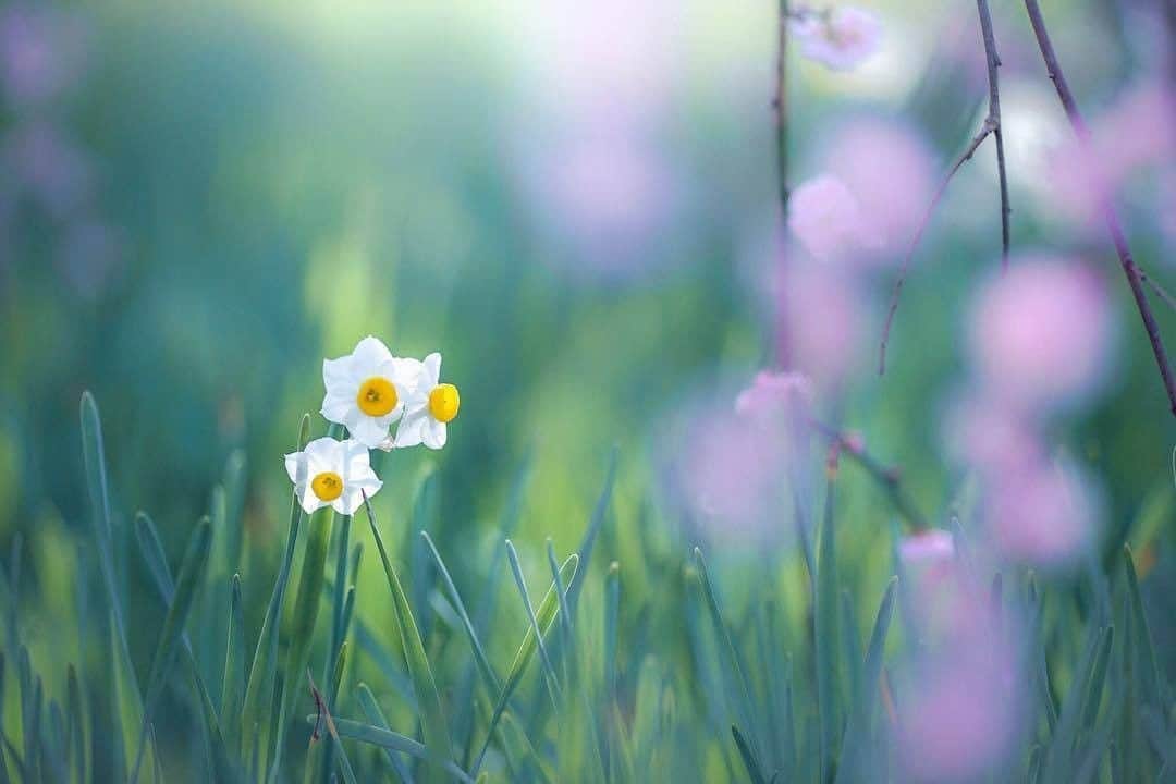 花の写真館のインスタグラム：「Photo by @mika05011972.⠀ https://instagram.com/mika05011972/⠀ .⠀ Original Post[投稿頂いたURL]⠀ https://www.instagram.com/p/Bf7Q2TMnUy-/⠀ .⠀ 本アカウントは、 #私の花の写真 をつけてInstagramに投稿された皆さまの花の写真や、「花の写真館」Facebookページで投稿された花の写真を紹介します。⠀ 「花の写真館」Facebookページは、「 @floral.photograph 」のプロフィールにあるURLからご覧ください。⠀ .⠀ #花の写真館 #floralphotograph #floralphoto #flower #flowers #富士フイルム #FUJIFILM⠀ Follow: @floral.photograph」