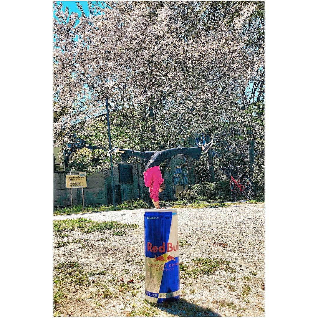 岡部紗季子さんのインスタグラム写真 - (岡部紗季子Instagram)「🍃🌸+🐂+🤸🏽‍♀️ #gymnastics #handstand #handstandsplit #cherryblossom #redbull #逆立ち #体操 #🌸 #🤸🏽‍♀️ #77 . . . No,77 #逆立ち女子 @redbull @redbulljapan @handstand_girl_tokyo . 地道に逆立ちをやり続けて 77個目になりました！😂👏🏽✨ 100逆立ち女子記念でエアーズロックとかタイムズスクエアでやりたいな🤔🇦🇺🇺🇸笑」4月17日 19時43分 - sakiko_okabe516