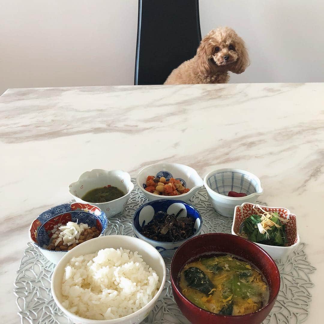 川村優希さんのインスタグラム写真 - (川村優希Instagram)「私がご飯を食べるとき、いつも椅子に飛び乗って正面からせつなそうに見つめてくるんです。 定位置😂💓 . . #トイプー #トイプードル #犬のいる暮らし #朝ごはん #朝食 #豆皿 #豆皿ごはん #作り置きおかず #breakfast #japanesefood」4月17日 19時38分 - yuki.kawamura.official