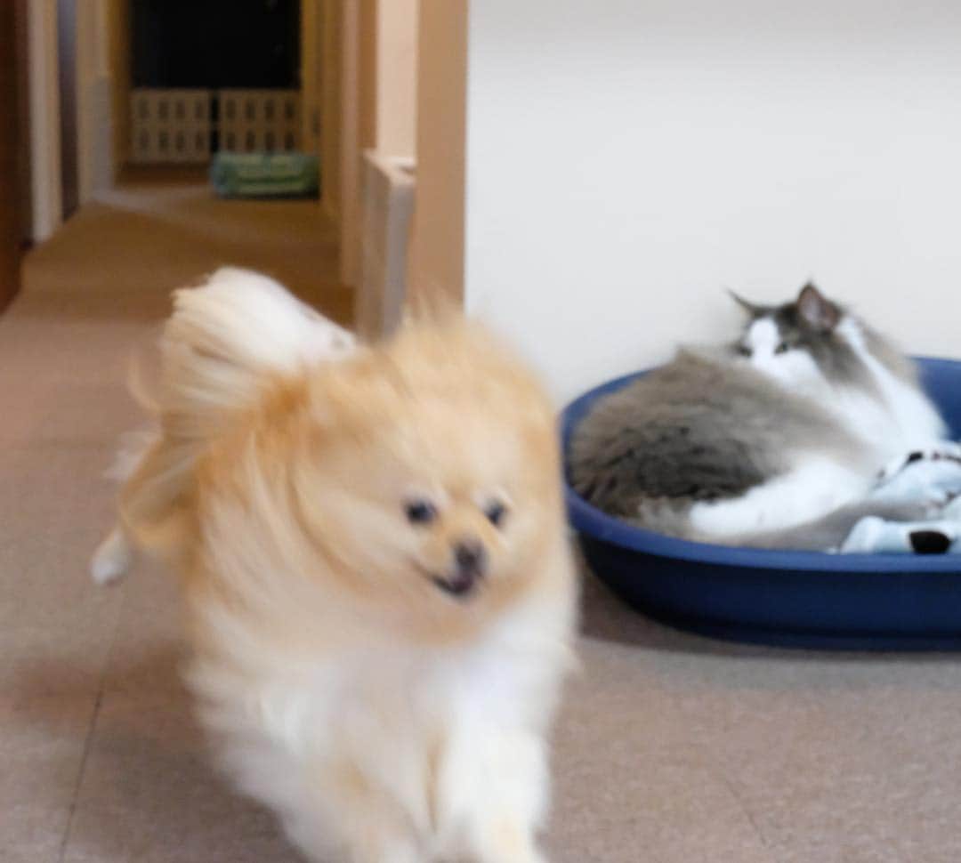 Hanaさんのインスタグラム写真 - (HanaInstagram)「* ブログ更新しました♪ プロフィールから飛べます🚀 http://kedamakyoudai.blog.jp/ * 🐶ぶっ飛びぃい〜♪ * お姉のスマイル全速力 * 癒される * * #NorwegianForestCat#Pomeranian#japan#catlover#doglover#dogs#cat#Kawaii#fluffy#pom#fluffydog#catsofinstagram#dogsofinstagram#fluffycat#ノルウェージャンフォレストキャット#ポメラニアン#gatto#pecoいぬ部#cane#ペコねこ部#可愛い#かわいい#funny」4月17日 19時41分 - mofu2family