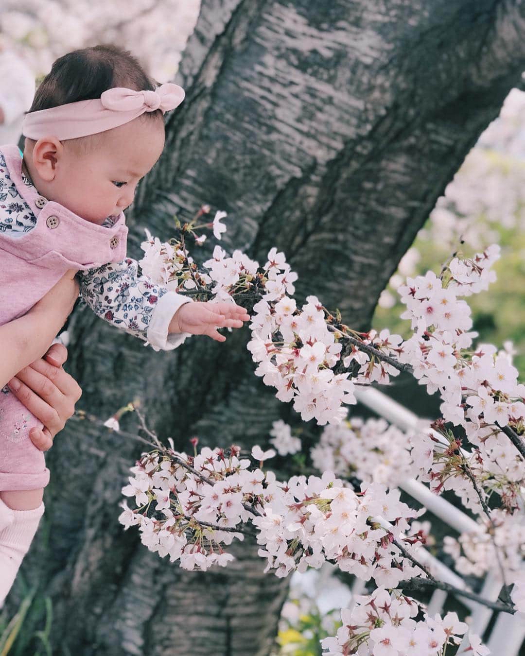 高橋菜摘のインスタグラム：「👼🌸 生後5ヶ月がもうすぐ終わります👶 あっとゆうまにもう半年😳驚き。 本当に2人目って早いなぁ。  最近はとにかく周りの物に興味津々。 抱っこしてくれてる人のお顔をなでなで♡ 下唇をちゅーちゅーってずっとやってます。 #色々な所へ連れ回した5ヶ月間 特に冬はあっち行ったりこっち行ったり。 落ち着いたと思いきや 夏みたいな陽気が始まっちゃったら またおそとに駆り出されちゃうね。 #湘南の夏 今はただ桜と過ごしやすい日々に癒されて ゆったりとした日々を過ごしたいな。 なんだか毎日が慌ただしくて毎日睡眠不足。 そんな時に限ってパパのお仕事忙しい。 主婦の皆さまお疲れ様です🙇‍♀️ ______________ #平成最後の春 #もうカウントダウンだね #桜と蘭 #生後5ヶ月 #生後6ヶ月 #赤ちゃん #花見 #女の子ベビー #ママリ #女の子ママ #赤ちゃんのいる生活 #ベビフル」