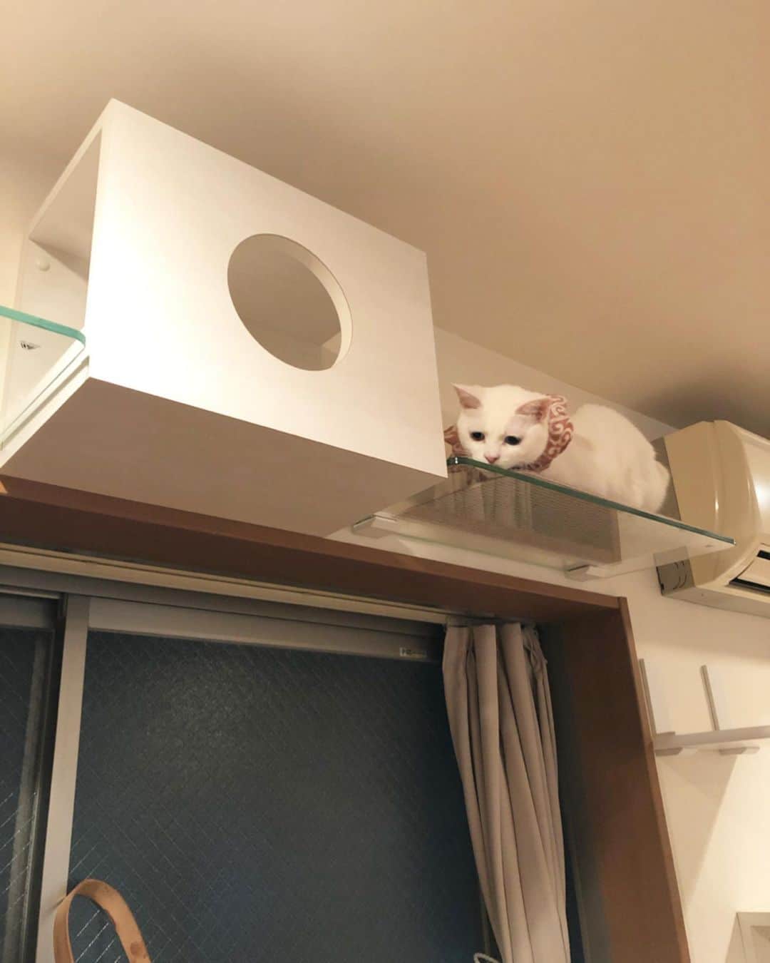 maimocotoさんのインスタグラム写真 - (maimocotoInstagram)「待望のキャットウォークをこっちゃんにプレゼント🎁 いつも保護猫ちゃんたちに優しくしてくれてありがとうね😊 ＊ ＊  #ザビエル首輪 を置かせてもらってる葛西の保護猫カフェ @necot0301 さんにも同じステップが付いていて、訪れた時に「うちにも欲しい！！」と一目惚れ❤︎そして、紹介してもらったのが、1級建築士の猫変態 @neco.shimizu さん笑 設計からお任せして、本来なら自分でつけられるらしいのですが、苦手なので設置までお願いしちゃいました♪ こっちゃんも大はしゃぎ😽❤︎ てっぺんは強化ガラスなんだけど、透けて見えるのがまだ怖いらしくてとりあえずマットを敷きました笑 いずれは外して肉球を拝ませてもらいたいと思います🐾楽しみ！ ＊ ＊ 『リーダーとして、ここからみんなを見守りたいと決意をあらたにしたの、あたち！』 ＊ ＊ #猫中心ハウス #ニャンともウォーク  #こはくものぼってくれた❤︎ #こはるものぼりたそう」4月17日 19時49分 - maihimemoco