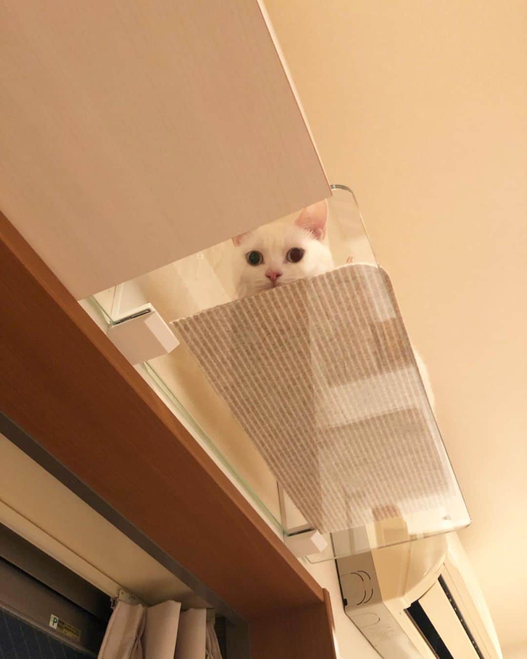 maimocotoさんのインスタグラム写真 - (maimocotoInstagram)「待望のキャットウォークをこっちゃんにプレゼント🎁 いつも保護猫ちゃんたちに優しくしてくれてありがとうね😊 ＊ ＊  #ザビエル首輪 を置かせてもらってる葛西の保護猫カフェ @necot0301 さんにも同じステップが付いていて、訪れた時に「うちにも欲しい！！」と一目惚れ❤︎そして、紹介してもらったのが、1級建築士の猫変態 @neco.shimizu さん笑 設計からお任せして、本来なら自分でつけられるらしいのですが、苦手なので設置までお願いしちゃいました♪ こっちゃんも大はしゃぎ😽❤︎ てっぺんは強化ガラスなんだけど、透けて見えるのがまだ怖いらしくてとりあえずマットを敷きました笑 いずれは外して肉球を拝ませてもらいたいと思います🐾楽しみ！ ＊ ＊ 『リーダーとして、ここからみんなを見守りたいと決意をあらたにしたの、あたち！』 ＊ ＊ #猫中心ハウス #ニャンともウォーク  #こはくものぼってくれた❤︎ #こはるものぼりたそう」4月17日 19時49分 - maihimemoco