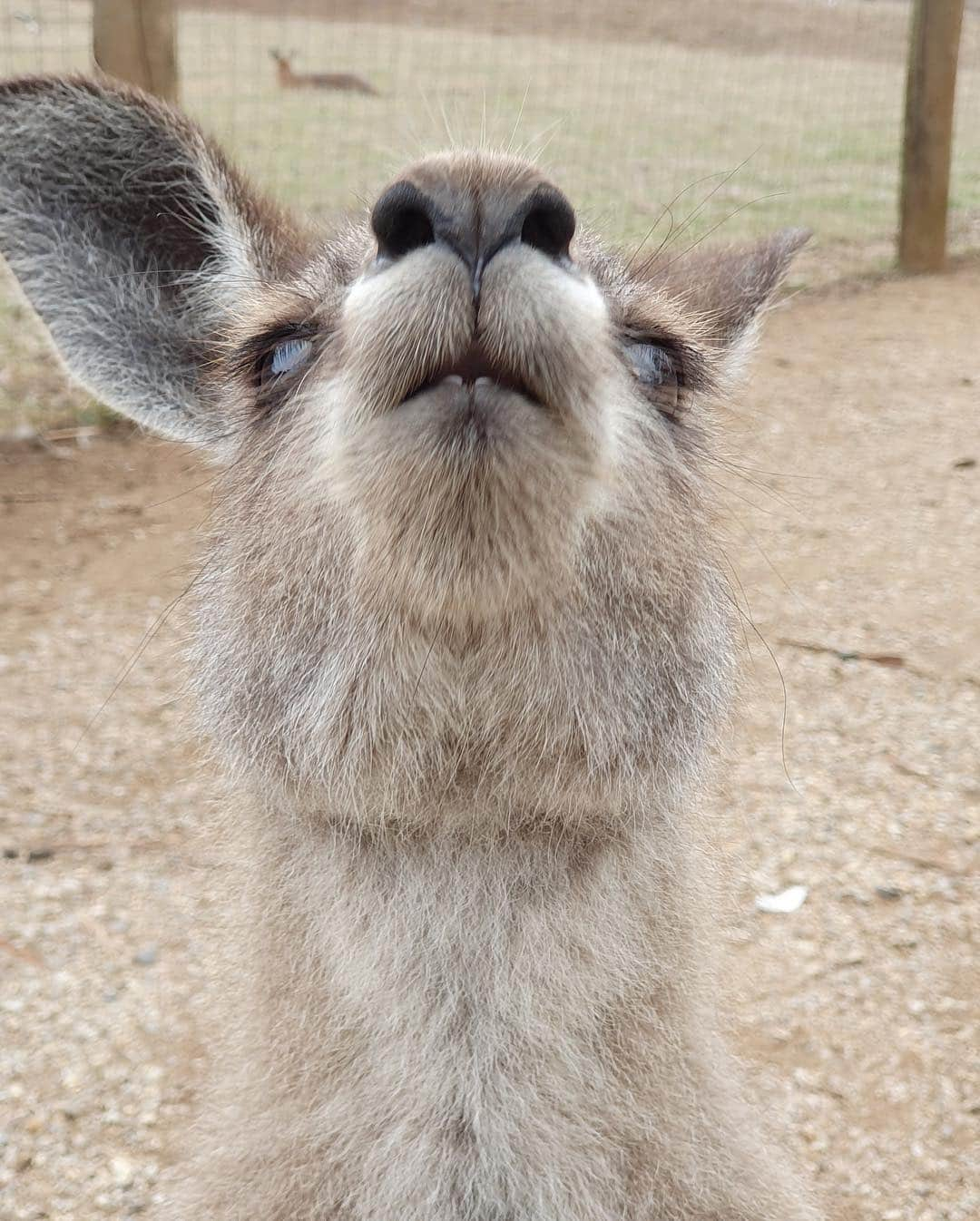 PIMTHAさんのインスタグラム写真 - (PIMTHAInstagram)「Kangaroo kisses! 😗💕」4月17日 20時02分 - pimtha