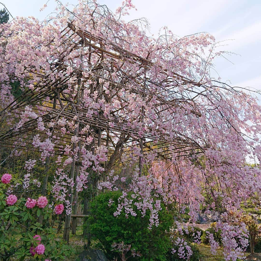 和田益典さんのインスタグラム写真 - (和田益典Instagram)「◆ 推し寺シリーズ . 當麻寺編も今回は此れにて一先ず終了致します。 . 最後は奥院にある若い方のシダレを。 (4/13 スマホ撮影) . . ちょうど奥院さんのインスタで見頃と書かれていたので、楽しみにしておりました。 . まだまだ若そうな木だったので、これから何年、何十年と掛けて幹や枝に貫禄が付いてくるんでしょうね。 . . #わだます寺社巡り . #スマホ #當麻寺 #当麻寺 #シダレザクラ #しだれ桜 #さくら #サクラ #桜 #櫻 #當麻寺奥院 #奈良 #仏閣 #寺院 #寺 #お寺 #大和路 #葛城市 #flowerstagram #smartphone #pink #temple #nara #garden #picture #photo #photostagram #photography #japan #cherryblossom . .」4月17日 20時06分 - masunori_wada