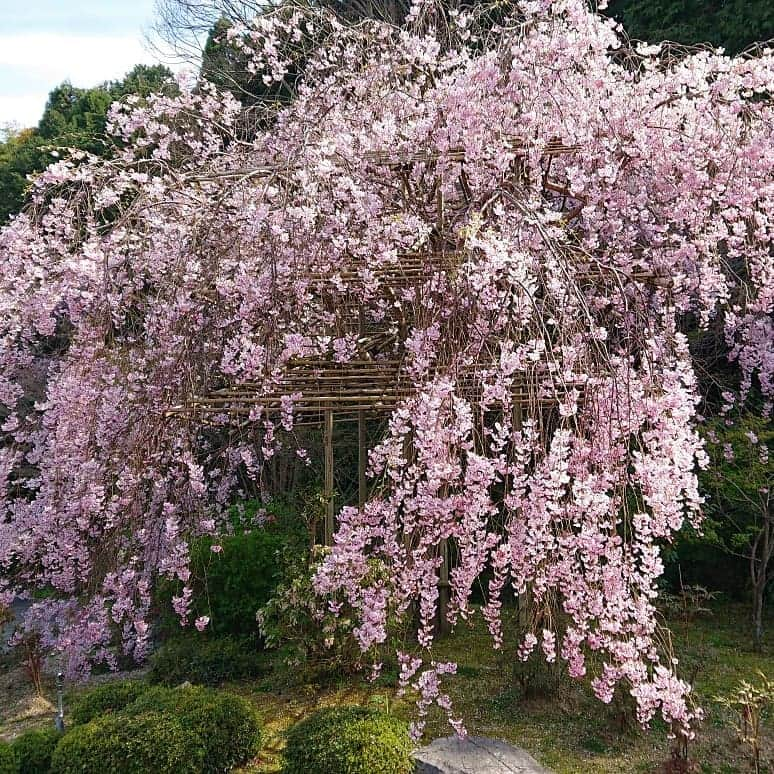 和田益典さんのインスタグラム写真 - (和田益典Instagram)「◆ 推し寺シリーズ . 當麻寺編も今回は此れにて一先ず終了致します。 . 最後は奥院にある若い方のシダレを。 (4/13 スマホ撮影) . . ちょうど奥院さんのインスタで見頃と書かれていたので、楽しみにしておりました。 . まだまだ若そうな木だったので、これから何年、何十年と掛けて幹や枝に貫禄が付いてくるんでしょうね。 . . #わだます寺社巡り . #スマホ #當麻寺 #当麻寺 #シダレザクラ #しだれ桜 #さくら #サクラ #桜 #櫻 #當麻寺奥院 #奈良 #仏閣 #寺院 #寺 #お寺 #大和路 #葛城市 #flowerstagram #smartphone #pink #temple #nara #garden #picture #photo #photostagram #photography #japan #cherryblossom . .」4月17日 20時06分 - masunori_wada