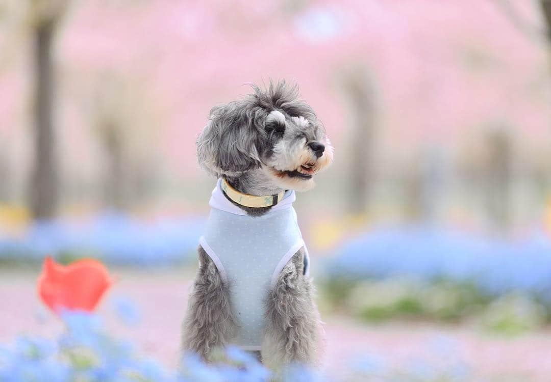 中野区在住のミニシュナのInstagramのインスタグラム