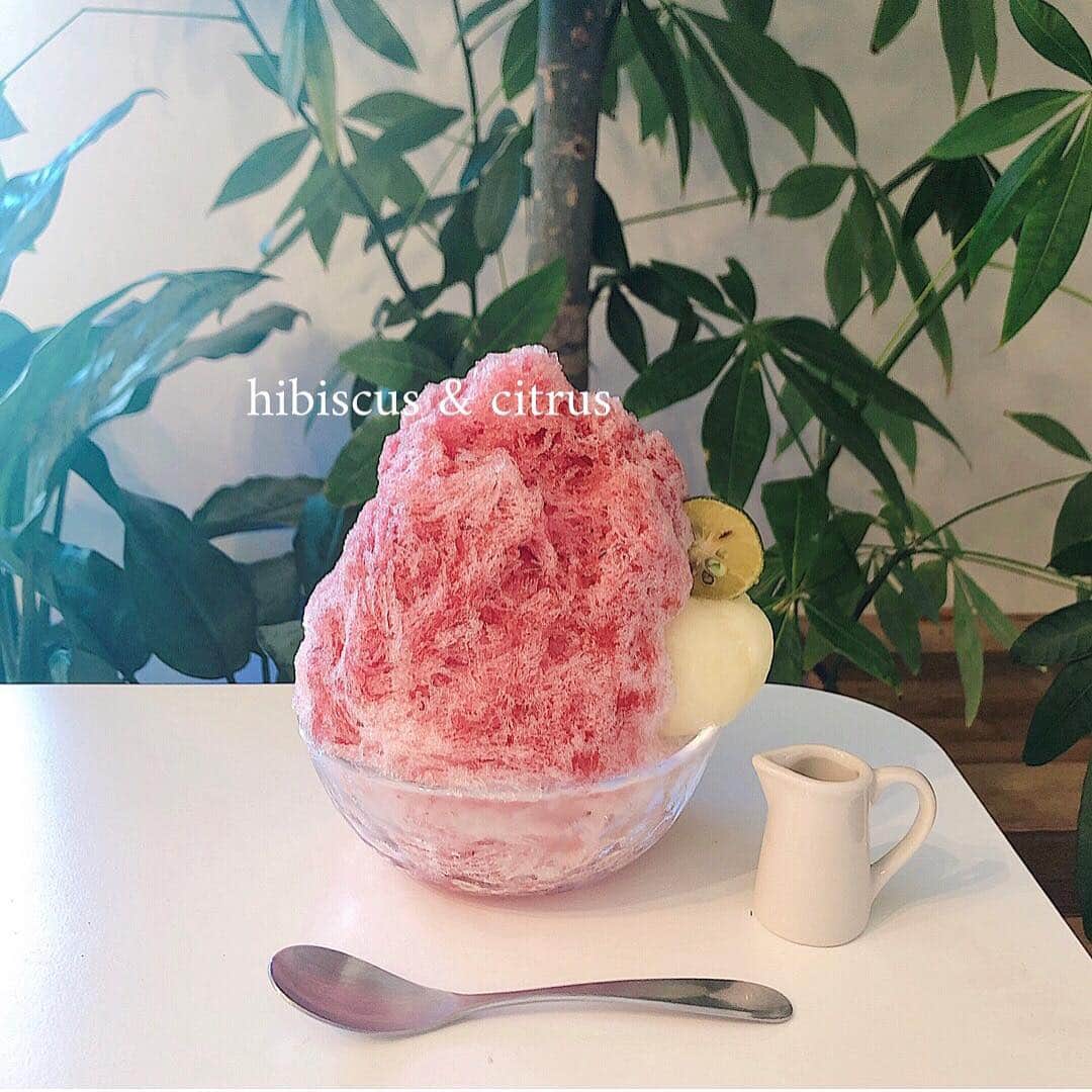 のインスタグラム：「今年3度目のかき氷。 暑かったのでさっぱりと🌺 2.3枚目は今年2度目のかき氷。どちらも沖縄♡ . #沖縄 #那覇 #沖縄カフェ #那覇カフェ #cupcup #かき氷 #名護 #名護カフェ #松田商店」