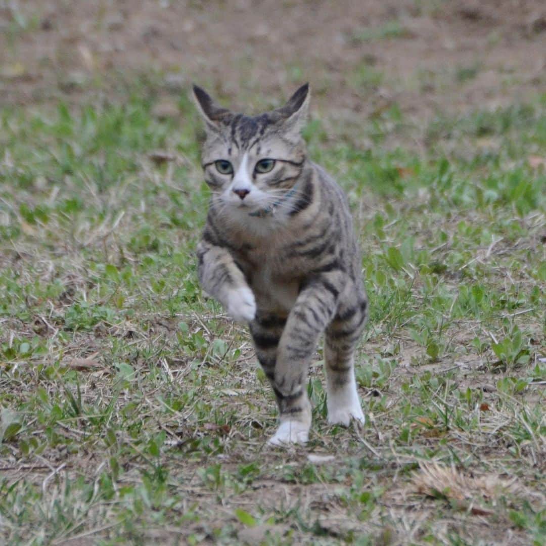 やふさんのインスタグラム写真 - (やふInstagram)「春のティラノ祭り、そして駆け抜ける . #cat #neko #catlovers #catsofinstagram #catstagram #instacat #猫 #ねこ #ネコ #保護猫 #新吉 #ティラノ隊」4月17日 20時22分 - kyafy