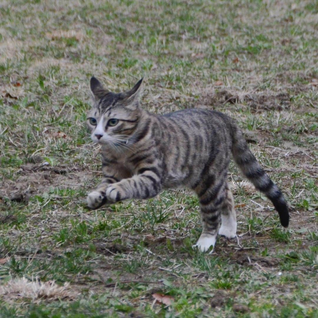 やふさんのインスタグラム写真 - (やふInstagram)「春のティラノ祭り、そして駆け抜ける . #cat #neko #catlovers #catsofinstagram #catstagram #instacat #猫 #ねこ #ネコ #保護猫 #新吉 #ティラノ隊」4月17日 20時22分 - kyafy