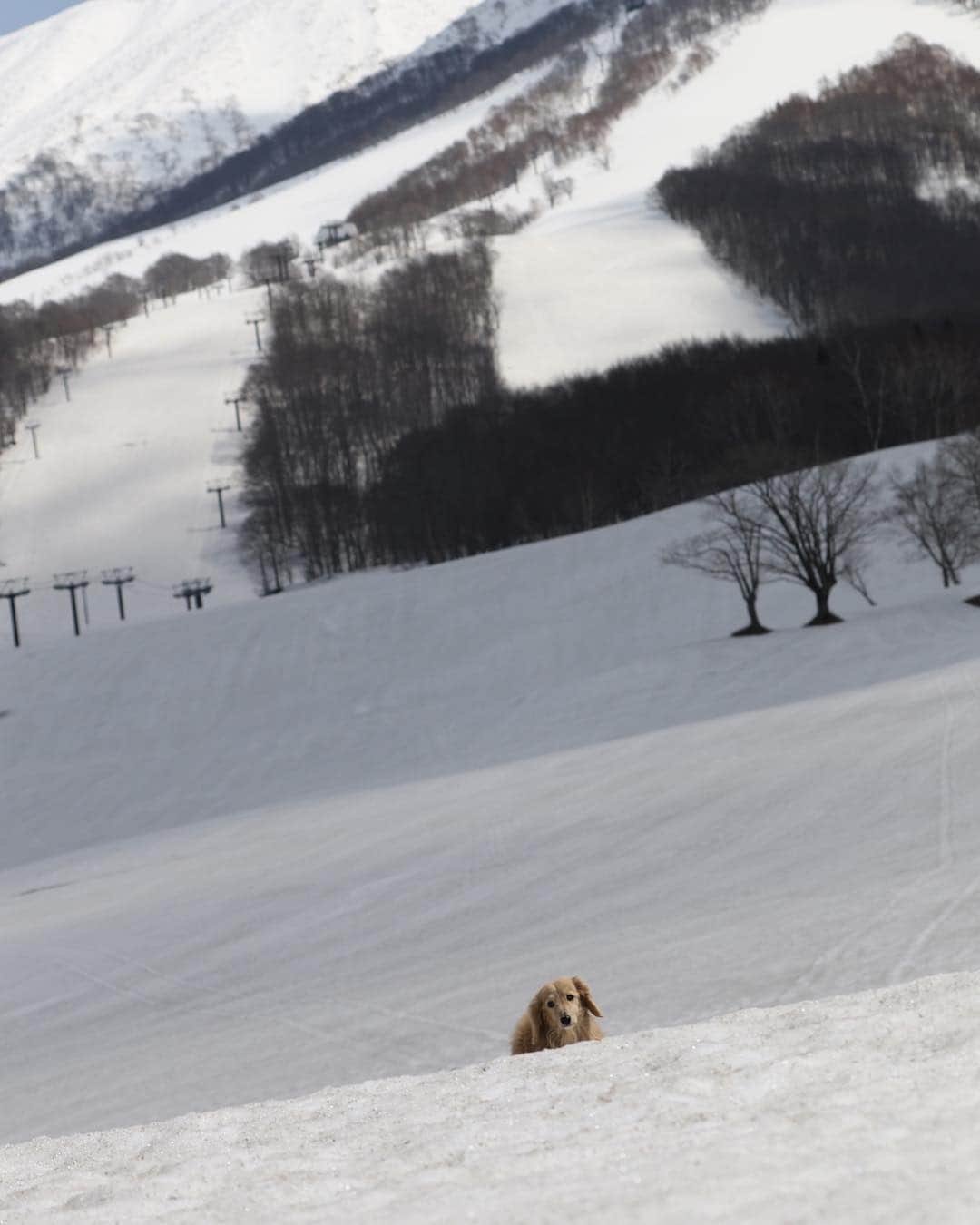 ハッチ＆ニコさんのインスタグラム写真 - (ハッチ＆ニコInstagram)「今シーズンの営業終了したスキー場でも雪遊びしてきました。  #カメラ嫌い同好会 #pecoいぬ部 #犬の生活が第一 #癒しわんこ #dachshund #犬バカ部 #短足部 #ふわもこ部 #tokyocameraclub #東京カメラ部」4月17日 20時54分 - hacth427