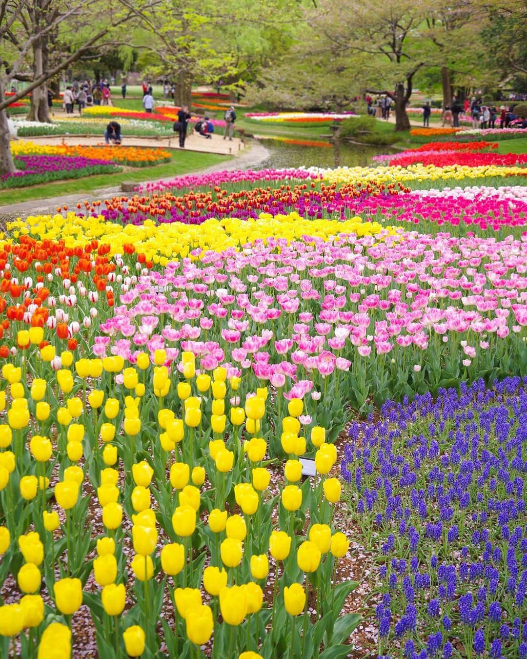 田島知華さんのインスタグラム写真 - (田島知華Instagram)「【Japan🇯🇵Tokyo】A wonderful tulip field of Showa Memorial Park. 今年も昭和記念公園のチューリップが見頃を迎えました🌷 一年中さまざまなお花を楽しめる公園ですが、 この時期は特におすすめ◎ オランダのキューケンホフ公園さながらの 素晴らしいチューリップ畑と出会えます♪  お花の撮影はカメラの練習にもぴったりですよ☺️ ぜひカメラを持って昭和記念公園へ！ Copyright ©︎ TAJIHARU  PENTAX K-1 MarkⅡ HD PENTAX-D FA 28-105mmF3.5-5.6ED DC WR _ #たじはるトリップ #TAJIHARU_japan #昭和記念公園 #国営昭和記念公園 #東京旅行 #立川 #チューリップ #旅ガール #女子旅 #カメラ女子 #はなまっぷ #showakinenpark #japantrip #tokyotrip #tachikawa #flower #tulip #igersjp #earthpix #discover_earthpix #ptk_japan #photo_jpn #discoverglobe #discoverearth #beautifuldestinations #wonderful_places #loves_nippon #lovers_nippon #japan_daytime_view #bestjapanpics」4月17日 20時48分 - haruka_tajima