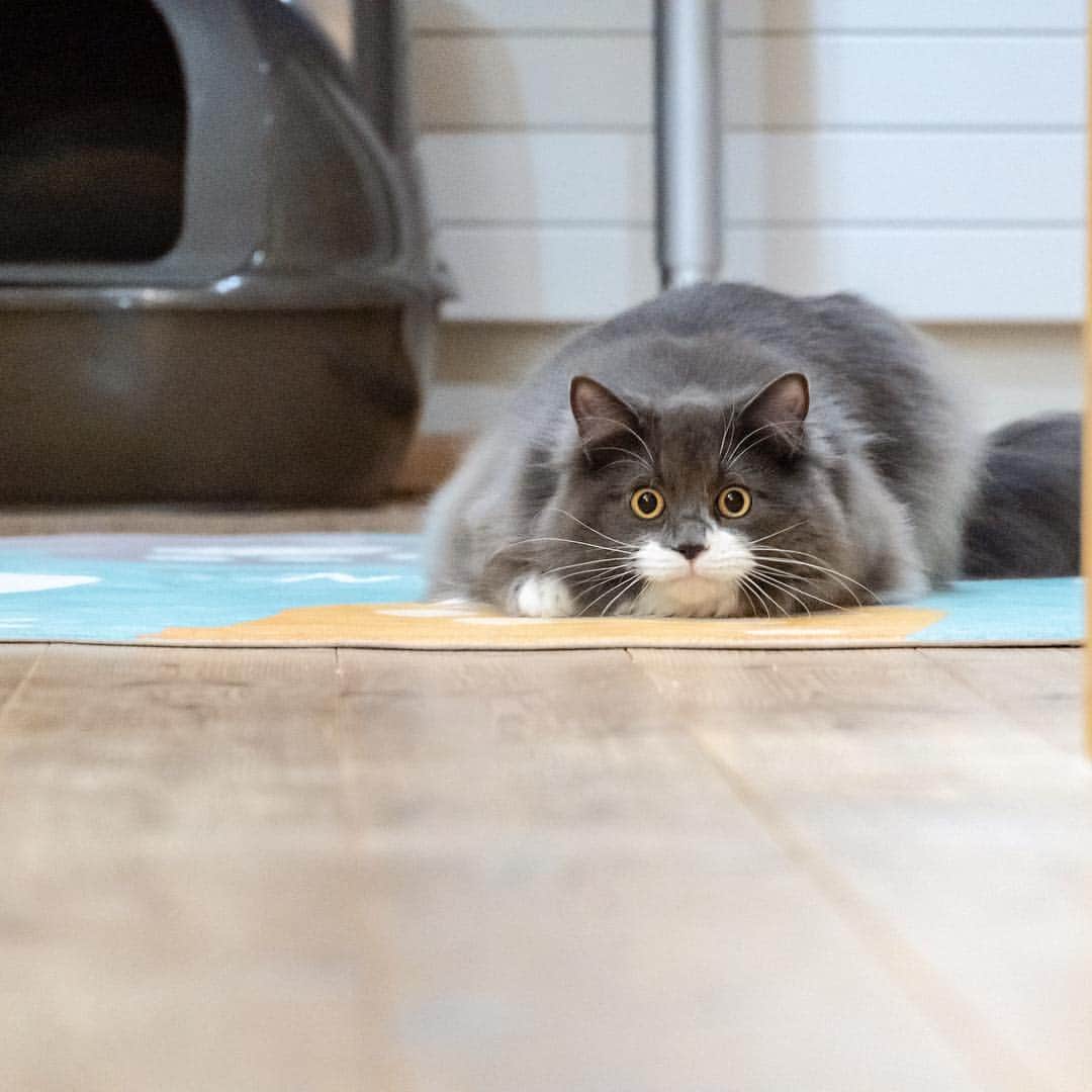 マアルのインスタグラム：「小次郎ちゃん🐈 #北海道 #旭川市 #ペットホテル #マンチカン #munchkin」
