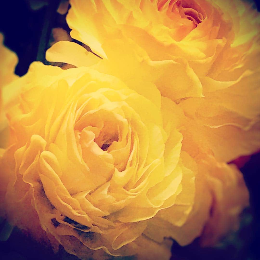 アンミカさんのインスタグラム写真 - (アンミカInstagram)「今日もホテル宿泊のため、部屋に花を飾っています🌼。 花が部屋にいると、優しい気持ちになる❤️ 大好きなラナンキュラスの花言葉は、 【あなたは魅力に満ちている】。 黄色のラナンキュラスは【優しい心遣い】🌼。心掛けたいと思います💛 。 #部屋に花がいると優しい気持ちになれる #心癒される旦那さまのテディちゃまの代わりに花を💐 #植物は全身を人のために使う健気な存在 #体は野菜になり死して漢方として役に立ち血はアロマになる。 #呼吸すると酸素が出て私たちの二酸化炭素も和らげてくれる #花が大好き❤」4月17日 20時50分 - ahnmikaofficial