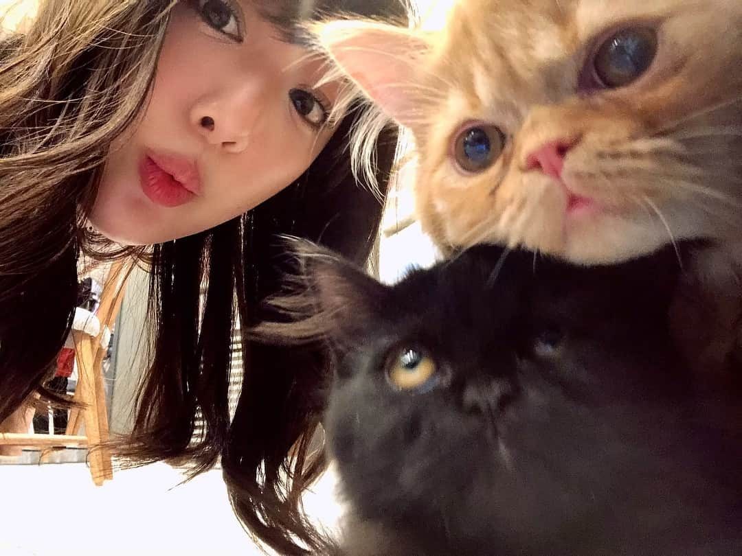 佐々木もよこさんのインスタグラム写真 - (佐々木もよこInstagram)「このあいだ、猫カフェに行った時の幸せ、分けてあげる。 . . 1枚目は奇跡のショット📸✨ . どのことどのこも本当にかわいくて、写真撮っていいかいちいちねこに聞いて撮らせてもらったけど…🐈 . . お客さんで行ってるのになんとなく、ねこさわるのがまんしたw . . . でもね！すごくいい所があって😍❤️ねこだけが自由に出入りできる部屋があるから、ねこがいやだったらそこの部屋にいれるの😋✨ . . . あとはお店の方達がみんな、ねこ大好き☺️❤️という感じで猫愛に溢れてて素敵でした😌✨✨ . . . . 猫アレルギーですが、また行かせてください😭🐱💕💕 . . . . . . #ねこ#ねこすたぐらむ #ねこのきもち #猫#ねこカフェ#ねこカフェmocha #cat#catstagram #instacat#tokyo#omiya」4月17日 20時58分 - moyoko_atom