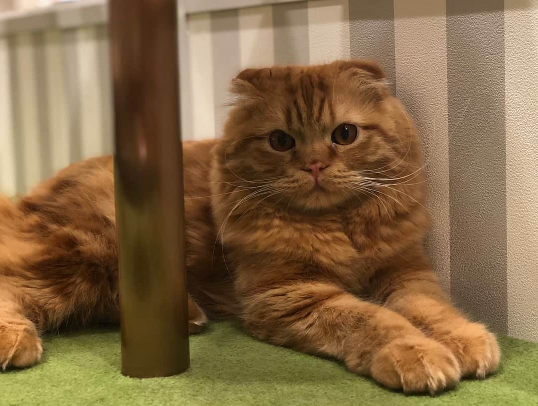 佐々木もよこさんのインスタグラム写真 - (佐々木もよこInstagram)「このあいだ、猫カフェに行った時の幸せ、分けてあげる。 . . 1枚目は奇跡のショット📸✨ . どのことどのこも本当にかわいくて、写真撮っていいかいちいちねこに聞いて撮らせてもらったけど…🐈 . . お客さんで行ってるのになんとなく、ねこさわるのがまんしたw . . . でもね！すごくいい所があって😍❤️ねこだけが自由に出入りできる部屋があるから、ねこがいやだったらそこの部屋にいれるの😋✨ . . . あとはお店の方達がみんな、ねこ大好き☺️❤️という感じで猫愛に溢れてて素敵でした😌✨✨ . . . . 猫アレルギーですが、また行かせてください😭🐱💕💕 . . . . . . #ねこ#ねこすたぐらむ #ねこのきもち #猫#ねこカフェ#ねこカフェmocha #cat#catstagram #instacat#tokyo#omiya」4月17日 20時58分 - moyoko_atom