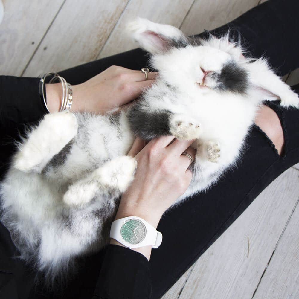 アイスウォッチさんのインスタグラム写真 - (アイスウォッチInstagram)「Bunny kisses, Easter wishes 🐰#icewatch #changeyoucan #icelo #rabbit #easter #happy #bunny #cute #love #cuddle #hug #animals」4月17日 21時05分 - icewatch