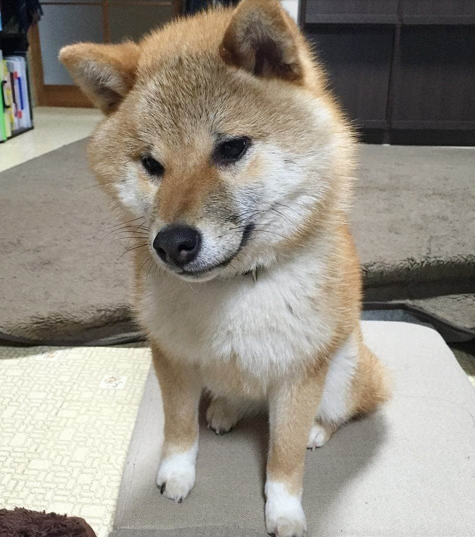 柴犬たま Shibainu Tamaさんのインスタグラム写真 - (柴犬たま Shibainu TamaInstagram)「🍀蔵出し映像リターンズ🍀 ふわふわ綿毛ミケしゃん❤️ * Caption trans🇬🇧 🍀 Memory clip returns 🍀 Meekeh was fluffy❤️ * #たま家族 #柴犬ミケ #ミケしゃんの靴下 #蔵出し映像 #蔵出し映像リターンズ #ふわふわ #ふわもこ #困り顔 #かなりひし形 #柴犬 #shiba #shibainu #shibastagram #犬 #dog #柴犬子犬 #子犬  #shibapuppy #shibainupuppy #puppy」4月17日 21時08分 - tama7653