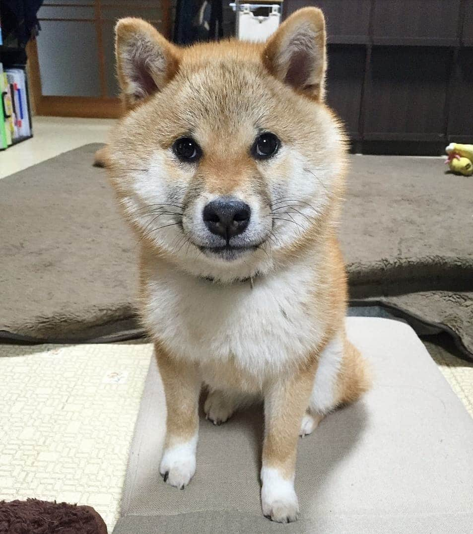 柴犬たま Shibainu Tamaさんのインスタグラム写真 - (柴犬たま Shibainu TamaInstagram)「🍀蔵出し映像リターンズ🍀 ふわふわ綿毛ミケしゃん❤️ * Caption trans🇬🇧 🍀 Memory clip returns 🍀 Meekeh was fluffy❤️ * #たま家族 #柴犬ミケ #ミケしゃんの靴下 #蔵出し映像 #蔵出し映像リターンズ #ふわふわ #ふわもこ #困り顔 #かなりひし形 #柴犬 #shiba #shibainu #shibastagram #犬 #dog #柴犬子犬 #子犬  #shibapuppy #shibainupuppy #puppy」4月17日 21時08分 - tama7653