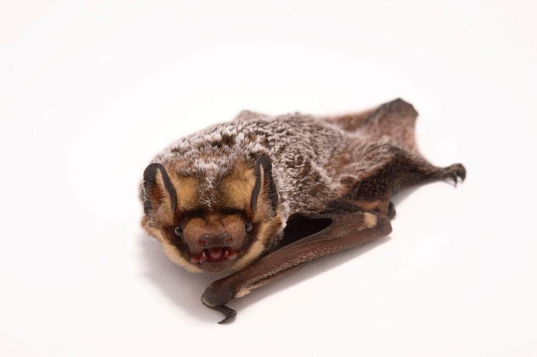 Joel Sartoreさんのインスタグラム写真 - (Joel SartoreInstagram)「Aptly named because of its grey and white appearance, the hoary bat is the most widespread bat species in the Americas, ranging from south-eastern Canada to Hawaii. This bat species is migratory, travelling south to warm winter habitats where it can hibernate in large colonies. As a frequent flier, the hoary bat is​ heavily impacted by collisions with wind turbines. To reduce this threat, @batconservationinternational is working closely with the wind industry and government partners to develop and implement ways to change how wind turbines are managed, as well as developing acoustic deterrents to discourage bats from venturing near the spinning blades. Photo taken @sulphurcreeknaturecenter. #bat #hoarybat #internationalbatappreciationday #batday #bci #photoark」4月17日 21時15分 - joelsartore