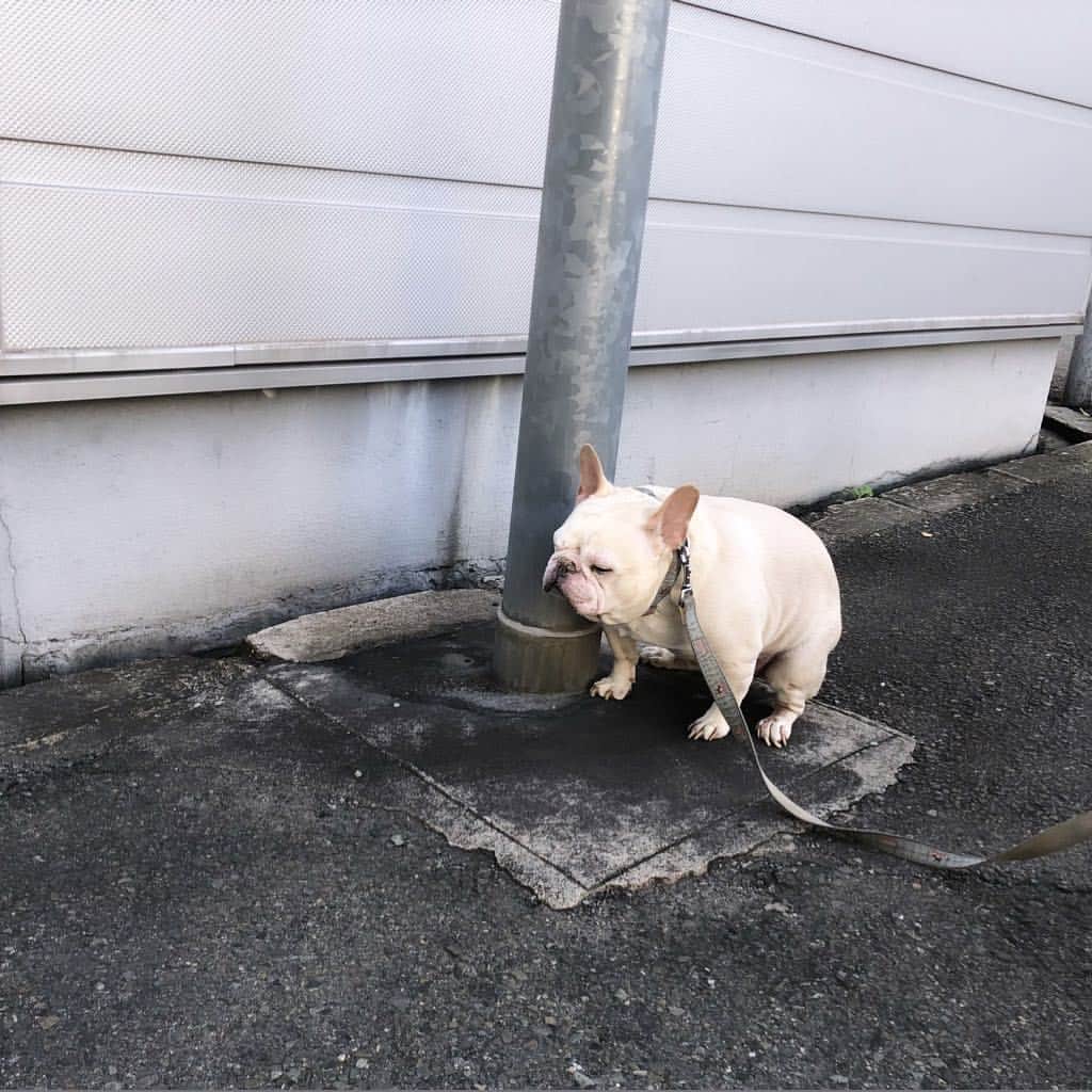 外村久美子さんのインスタグラム写真 - (外村久美子Instagram)「・ とっても分かりやすい、いい顔してますね。  #おぃちゃん #instagood#frenchbulldog#instadog #フレブル」4月18日 8時11分 - kummy153