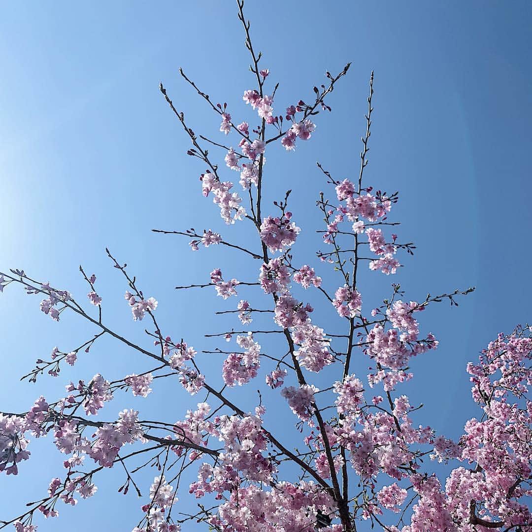 清水沙也佳さんのインスタグラム写真 - (清水沙也佳Instagram)「Good morning!!! #gm #sakura #cherryblossom」4月18日 8時14分 - sayaka__shimizu