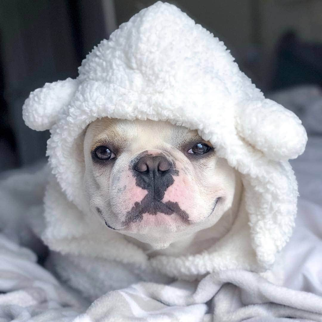 French Bulldogさんのインスタグラム写真 - (French BulldogInstagram)「Cutest Costumes for your Frenchie in our shop 🐻🐑 @graham_the_frenchie .⠀ . ⠀ .⠀ .⠀ .⠀ #frenchbulldogs #bulldoglovers #frenchyfanatics#bullybreeds #frenchies #frenchieoftheday #bulldog#franskbulldog #bulldog_ig_community #fab_frenchies#bullylife #frenchy #bulliesofinstagram #frenchiebulldog#bullylifetv #frenchbull #frenchiesociety #bullygram #ブヒ#bulldogingles」4月18日 6時51分 - frenchie.world