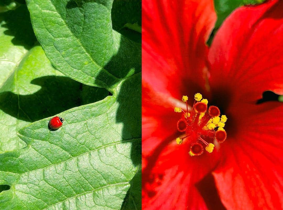 のインスタグラム：「red lady」