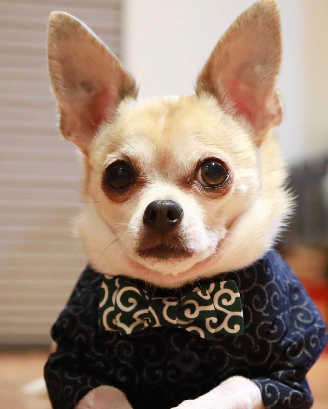 紋次郎さんのインスタグラム写真 - (紋次郎Instagram)「New item  新作です！ 見よ、カラクサニストの着こなし（笑）  今日はこれから大阪参上します！ 紋次郎はなしですけどね  #dog#dogstagram#instadog#chihuahua#barkbox#mydogiscutest#buzzfeed#dog_features#fluffypack#barkpack#dogsofinstaworld#dogsofinstagram#犬#チワワ#手作り#handmade#着物#fashion#紋次郎一家#チーム茶#ふわもこ部#igersjp#peco犬部#dogsofinstagram#dogfashion#excellent_dogs」4月18日 7時17分 - montjiro