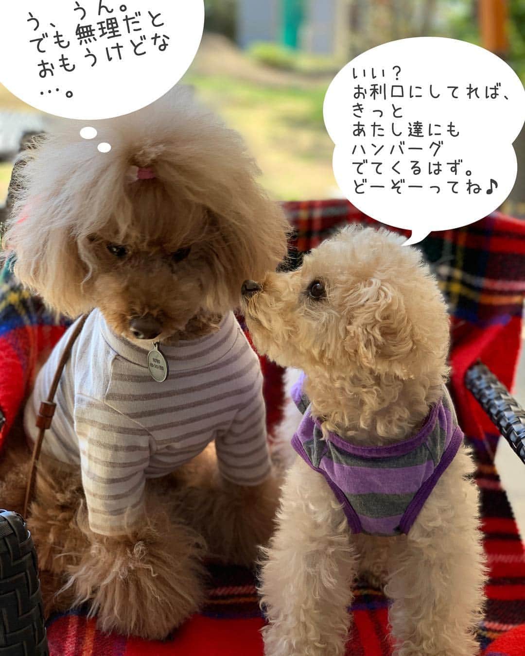 Maruさんのインスタグラム写真 - (MaruInstagram)「Let's go chill at Cafe. スワイプリーズ➡️ カフェでまったり～。 可愛かったおふたりさんからは、こんな声が聞こえてきそう（笑） #Mシスターズ結成 #ハンバーグだいすき  #安定のシジミ目は5枚目に」4月18日 7時18分 - akiyomaru