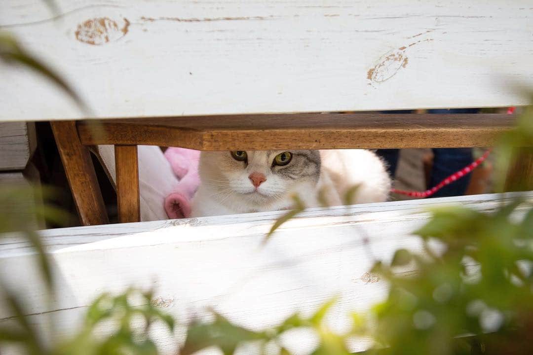 ホタテ＆クラム＆シラスのインスタグラム：「鳥を見ていたシー #cat #neko #ScottishFold #猫 #ねこ #スコティッシュフォールド #catstagram #instagram #instagramjapan #ig_japan #igersjp」