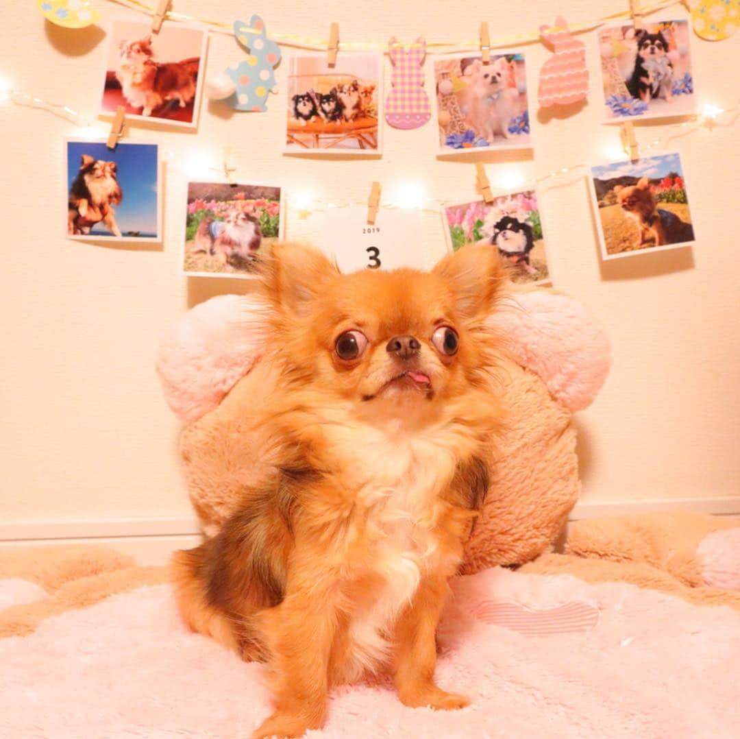 kayoのインスタグラム：「* * @albus_is でアルバム作りはじめました😊💗 * * 毎月8枚無料✨✨ (送料216円のみ)🚛 * * アルバスのアプリから カメラロールの写真を選ぶだけでとっても簡単😆 これならわたしでも続きそう👍✨✨ * * 招待コード【13wx】で 8+1で合計9枚無料になります😊⭐️⭐️⭐️ よかったら使って下さい❤️ * * #albus_is #アルバス #アルバスはじめました #アルバスのある生活 #ましかくプリント #毎月8枚無料 #pr * #chihuahua#chihuahualove#dogstgram#dog#instadog#チワワ#チワワ大好き *」