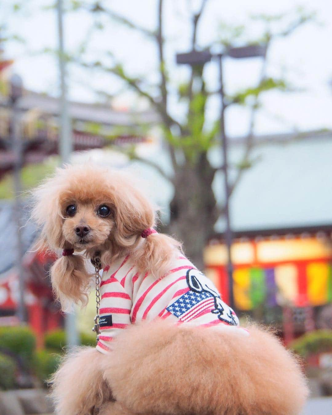 Toypoodle Mikuru?Asakusa Tokyoさんのインスタグラム写真 - (Toypoodle Mikuru?Asakusa TokyoInstagram)「20190418 Thursday. Good morning! Friends 💕 シンドイなぁ...木曜日かぁ . ❶ ツインテールしないとボザーバサー ❷ シャキーン ❸ 八重桜🌸 ❹ みくるの法則。チラッとみやがった😂 ❺ ひまわりが咲きましたよ。 . 今週は長いなぁ... GWまで頑張らないとね🥺 . 背中は #スヌーピー #ツインテール #浅草寺」4月18日 8時00分 - purapura299