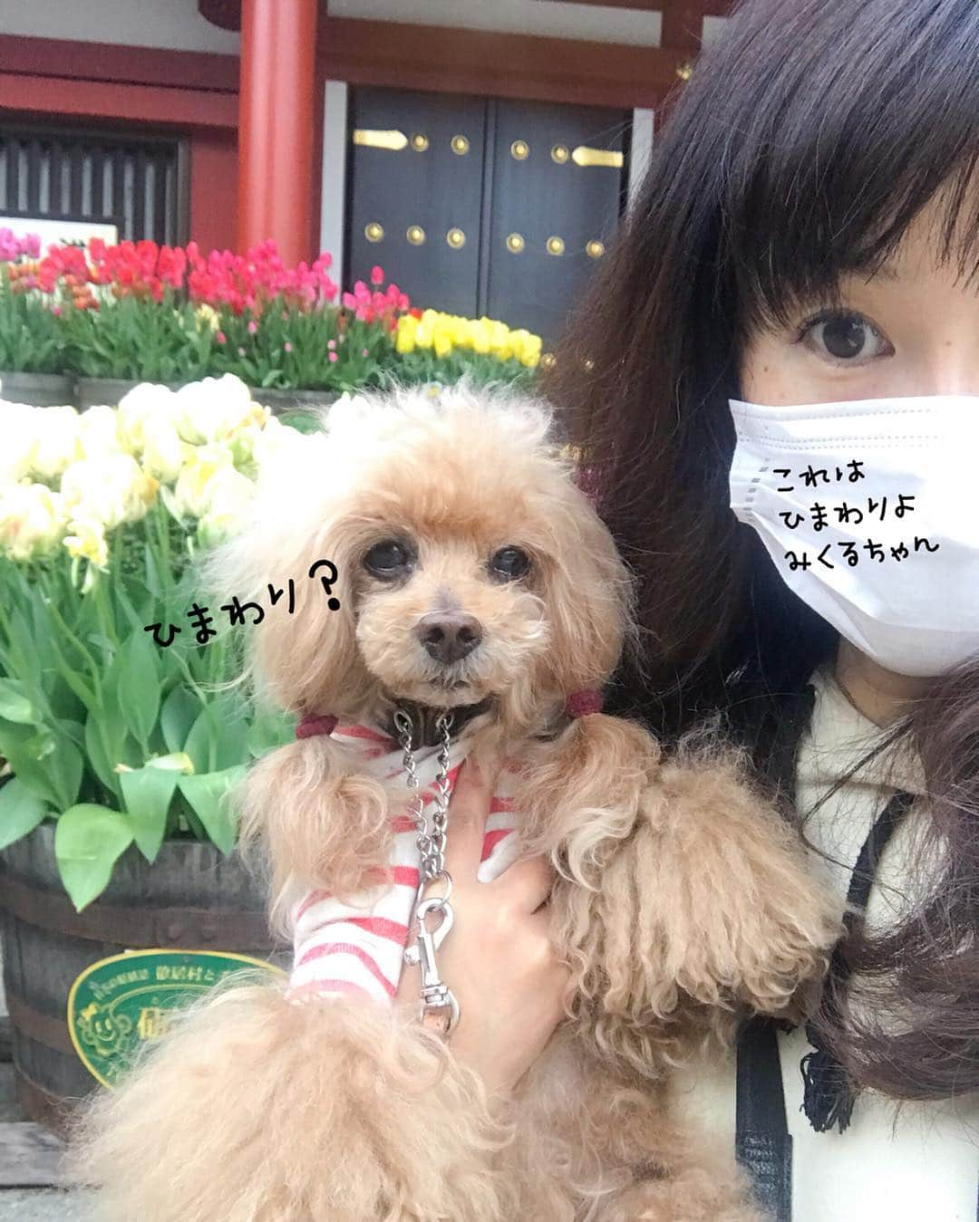 Toypoodle Mikuru?Asakusa Tokyoさんのインスタグラム写真 - (Toypoodle Mikuru?Asakusa TokyoInstagram)「20190418 Thursday. Good morning! Friends 💕 シンドイなぁ...木曜日かぁ . ❶ ツインテールしないとボザーバサー ❷ シャキーン ❸ 八重桜🌸 ❹ みくるの法則。チラッとみやがった😂 ❺ ひまわりが咲きましたよ。 . 今週は長いなぁ... GWまで頑張らないとね🥺 . 背中は #スヌーピー #ツインテール #浅草寺」4月18日 8時00分 - purapura299