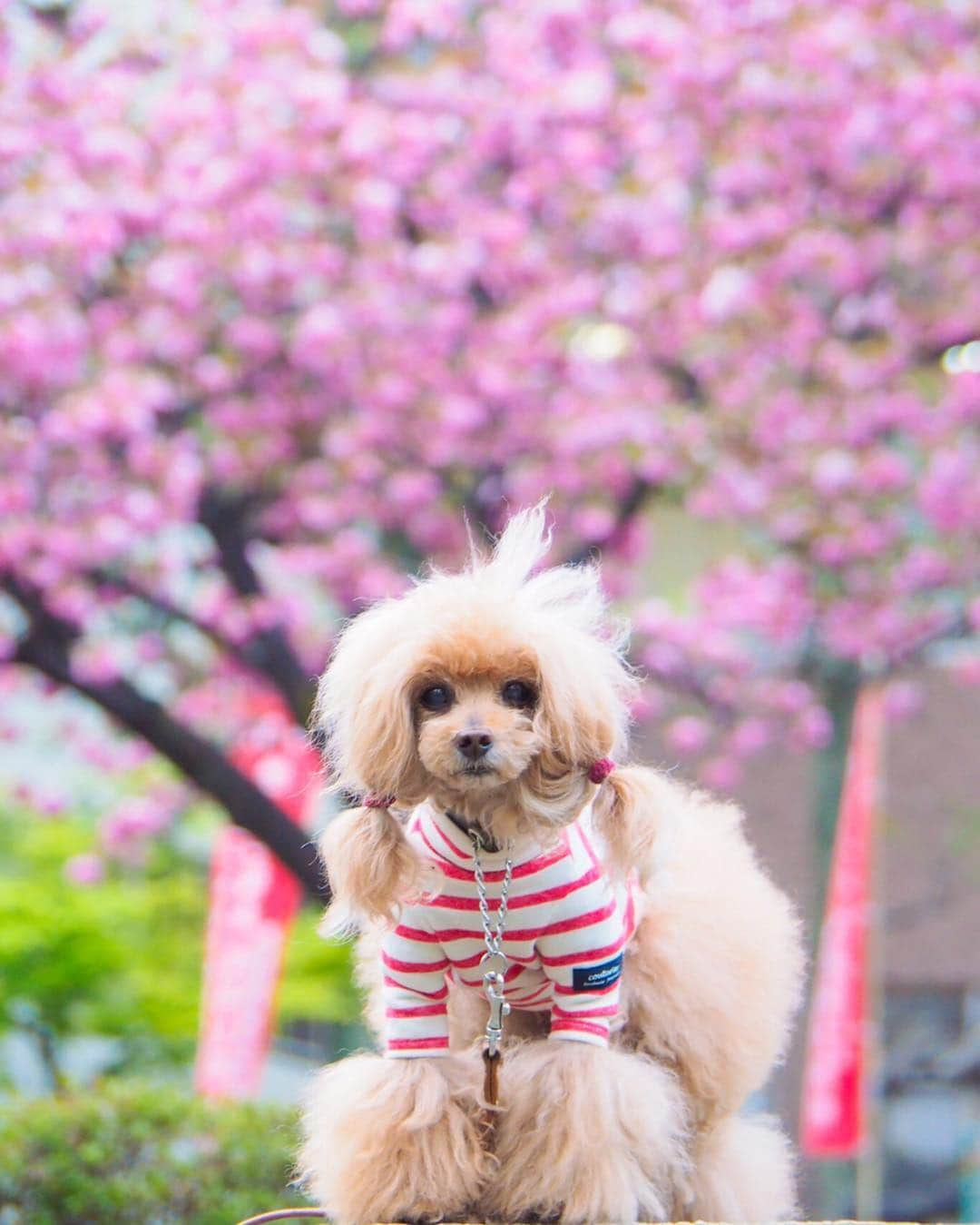 Toypoodle Mikuru?Asakusa Tokyoさんのインスタグラム写真 - (Toypoodle Mikuru?Asakusa TokyoInstagram)「20190418 Thursday. Good morning! Friends 💕 シンドイなぁ...木曜日かぁ . ❶ ツインテールしないとボザーバサー ❷ シャキーン ❸ 八重桜🌸 ❹ みくるの法則。チラッとみやがった😂 ❺ ひまわりが咲きましたよ。 . 今週は長いなぁ... GWまで頑張らないとね🥺 . 背中は #スヌーピー #ツインテール #浅草寺」4月18日 8時00分 - purapura299