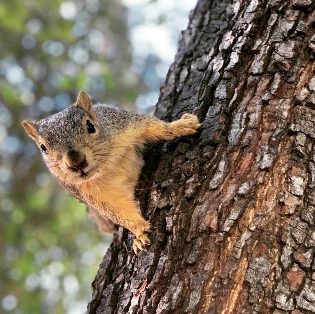 エリザベッタ・カナリスさんのインスタグラム写真 - (エリザベッタ・カナリスInstagram)「Too cute not to take a picture ❤️ troppo carino per non fotografarlo #squirrel #scoiattolo」4月18日 8時02分 - littlecrumb_